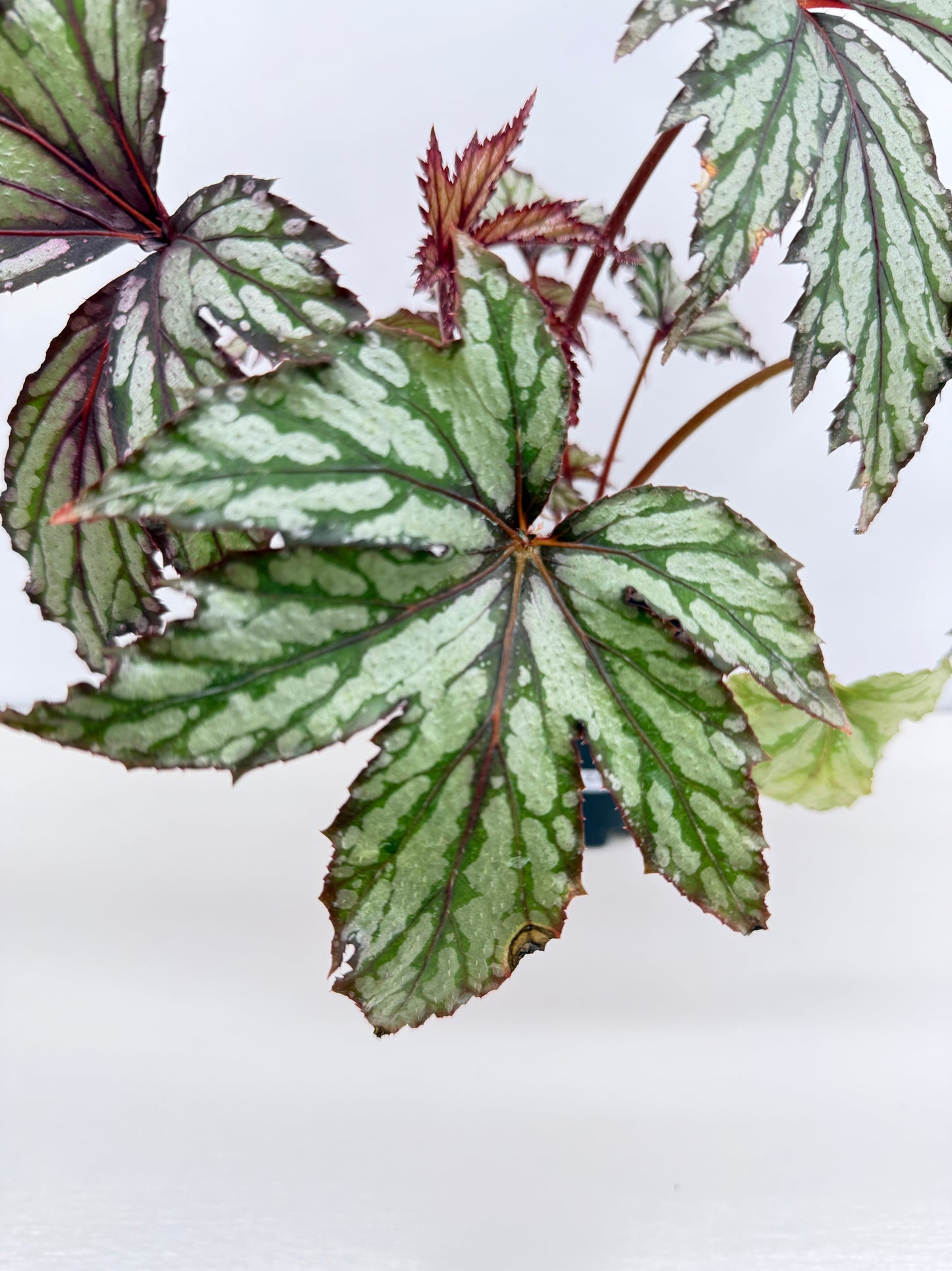 Begonia Benitochiba Z41