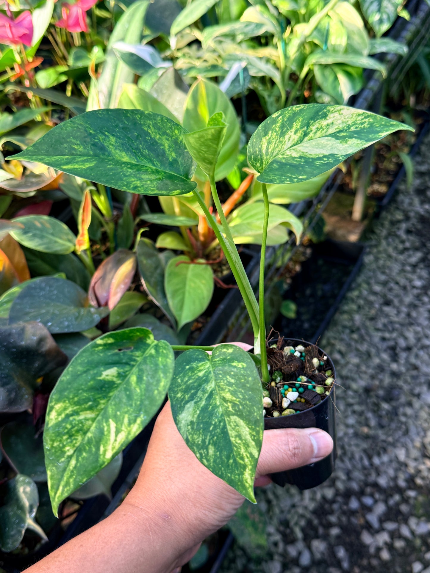 Epipremnum pinnatum 'Yellow Flame' M28