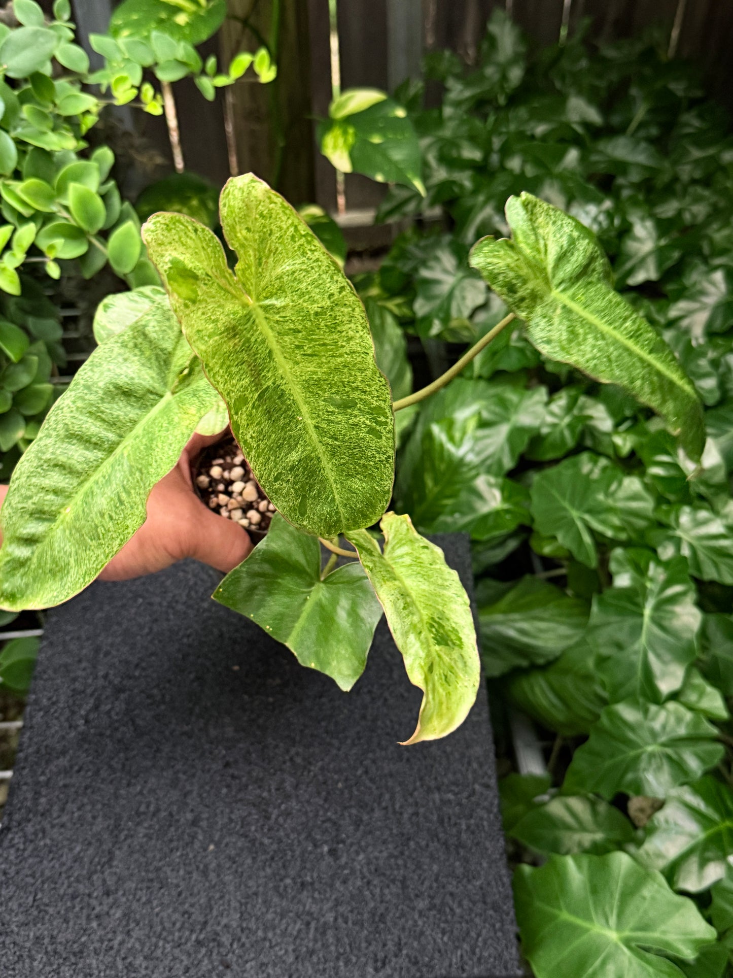 Philodendron 'Paraiso Verde' K55