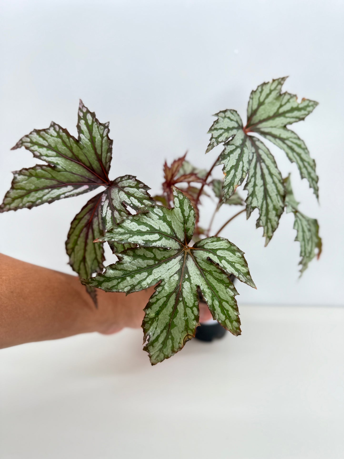 Begonia Benitochiba Z41