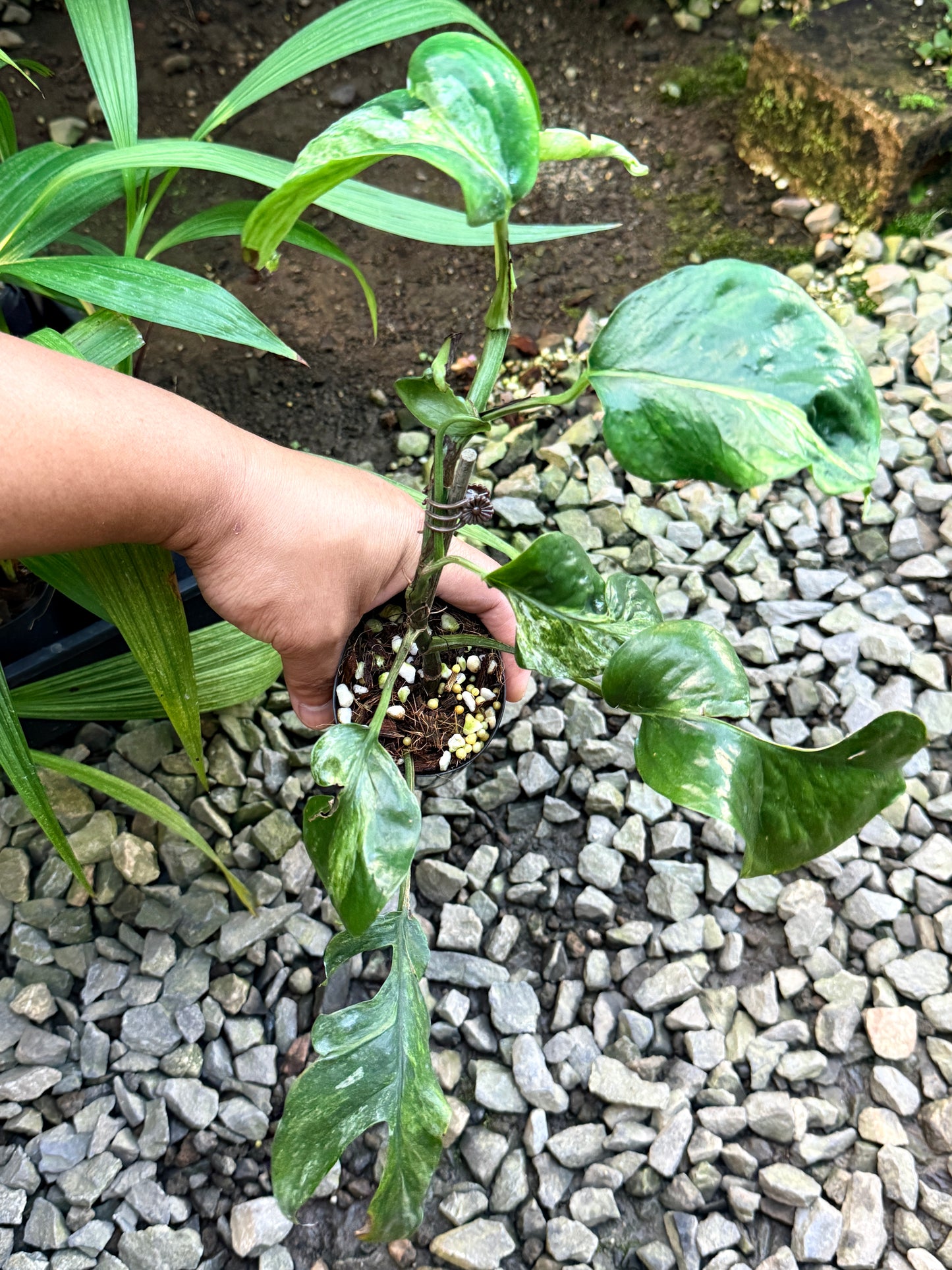 Epipremnum Sp. 'Bali Hanoman' NONTC - Matured Form S15