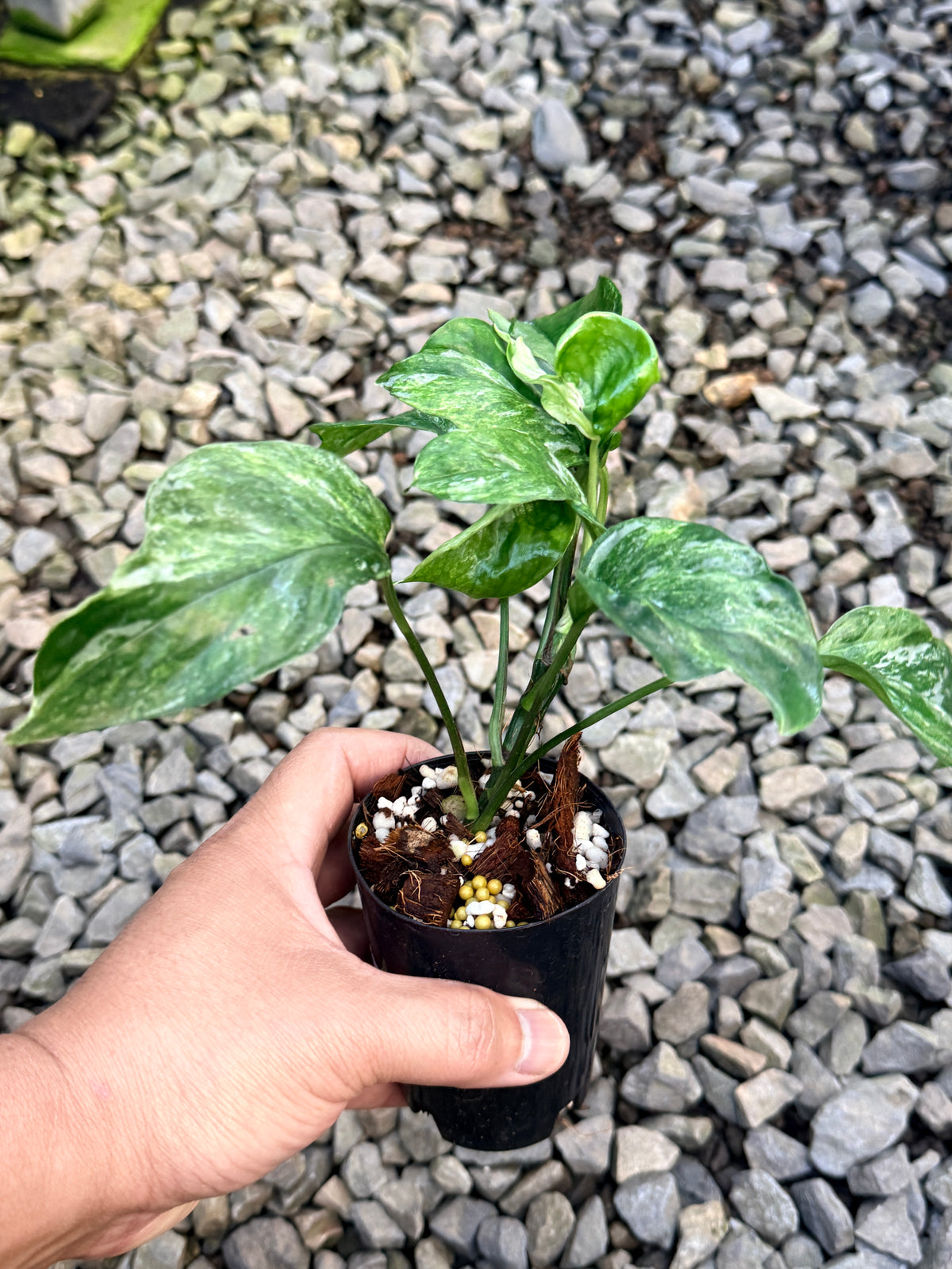 Epipremnum Sp. 'Bali Hanoman' NONTC - Matured Form S17