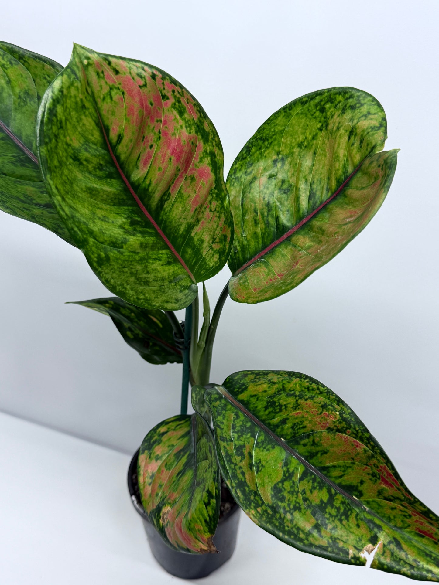 Aglaonema Heng Heng R24