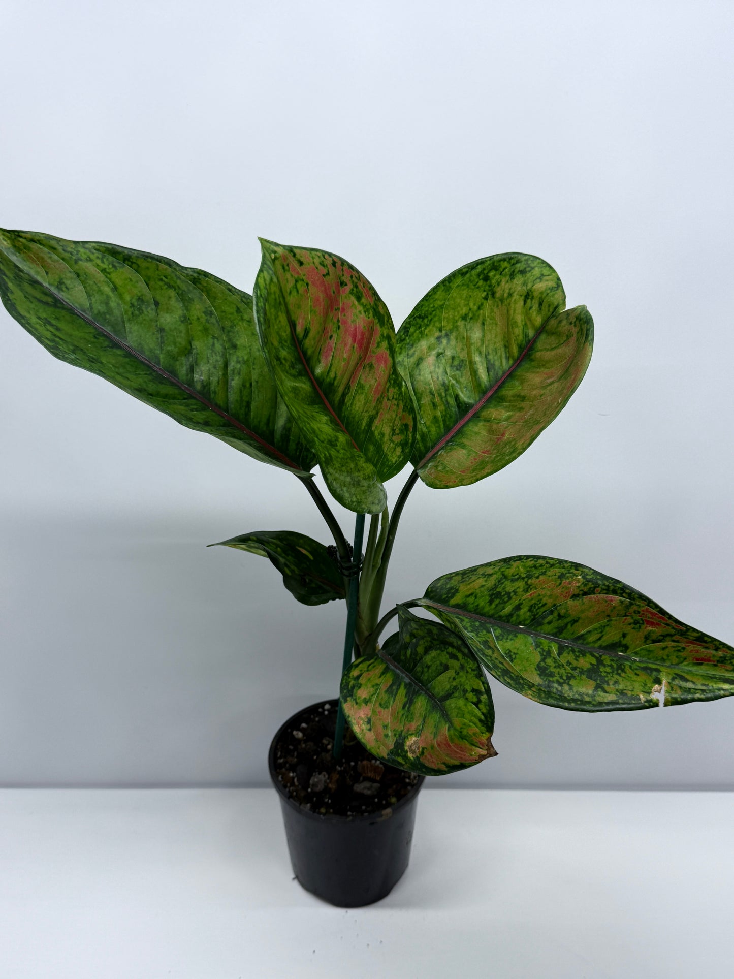Aglaonema Heng Heng R24