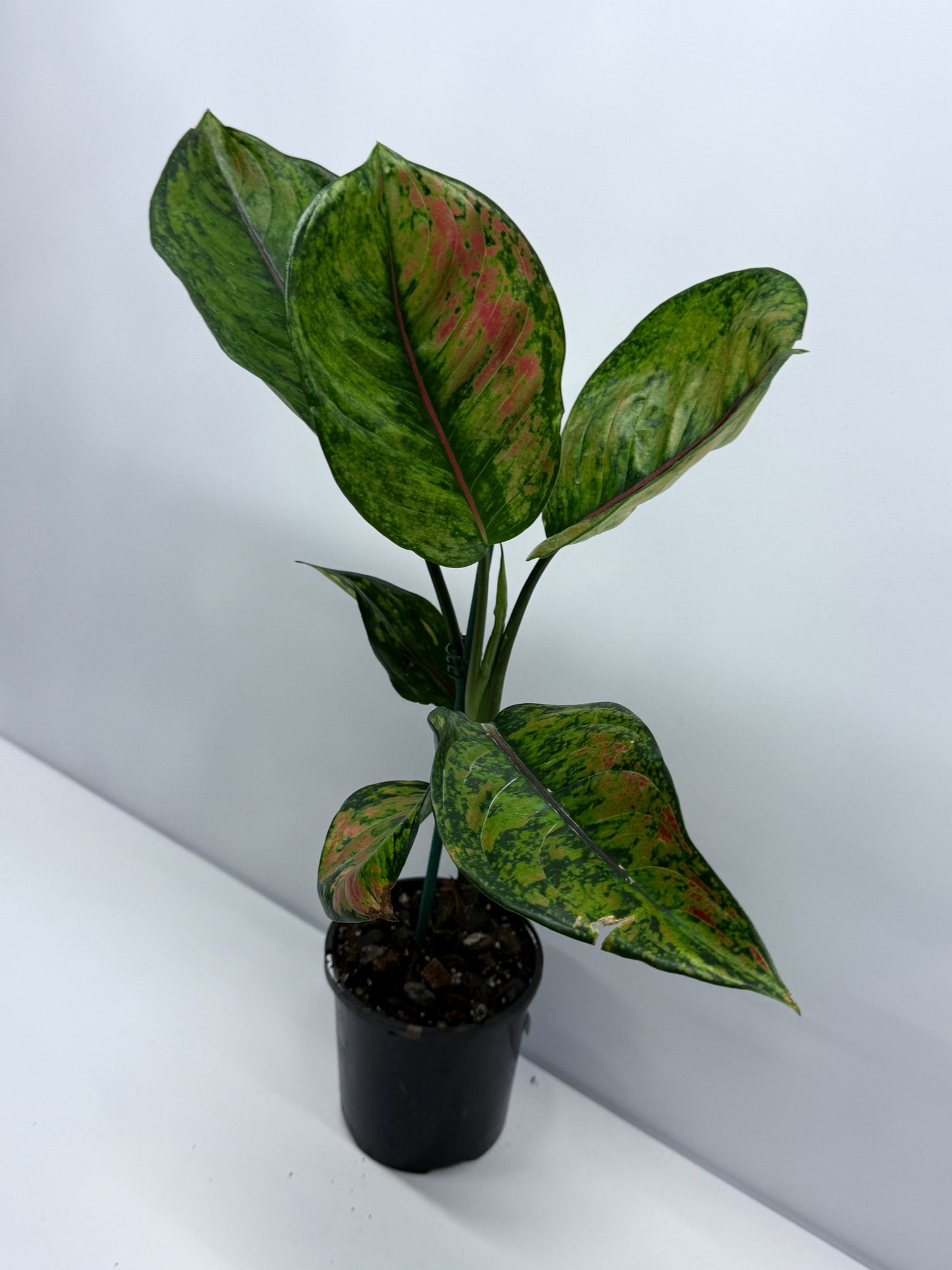 Aglaonema Heng Heng R24