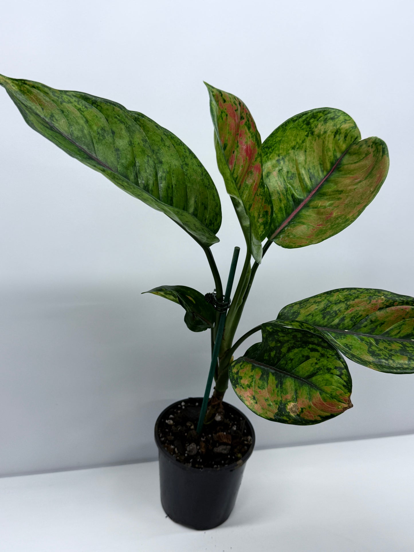 Aglaonema Heng Heng R24