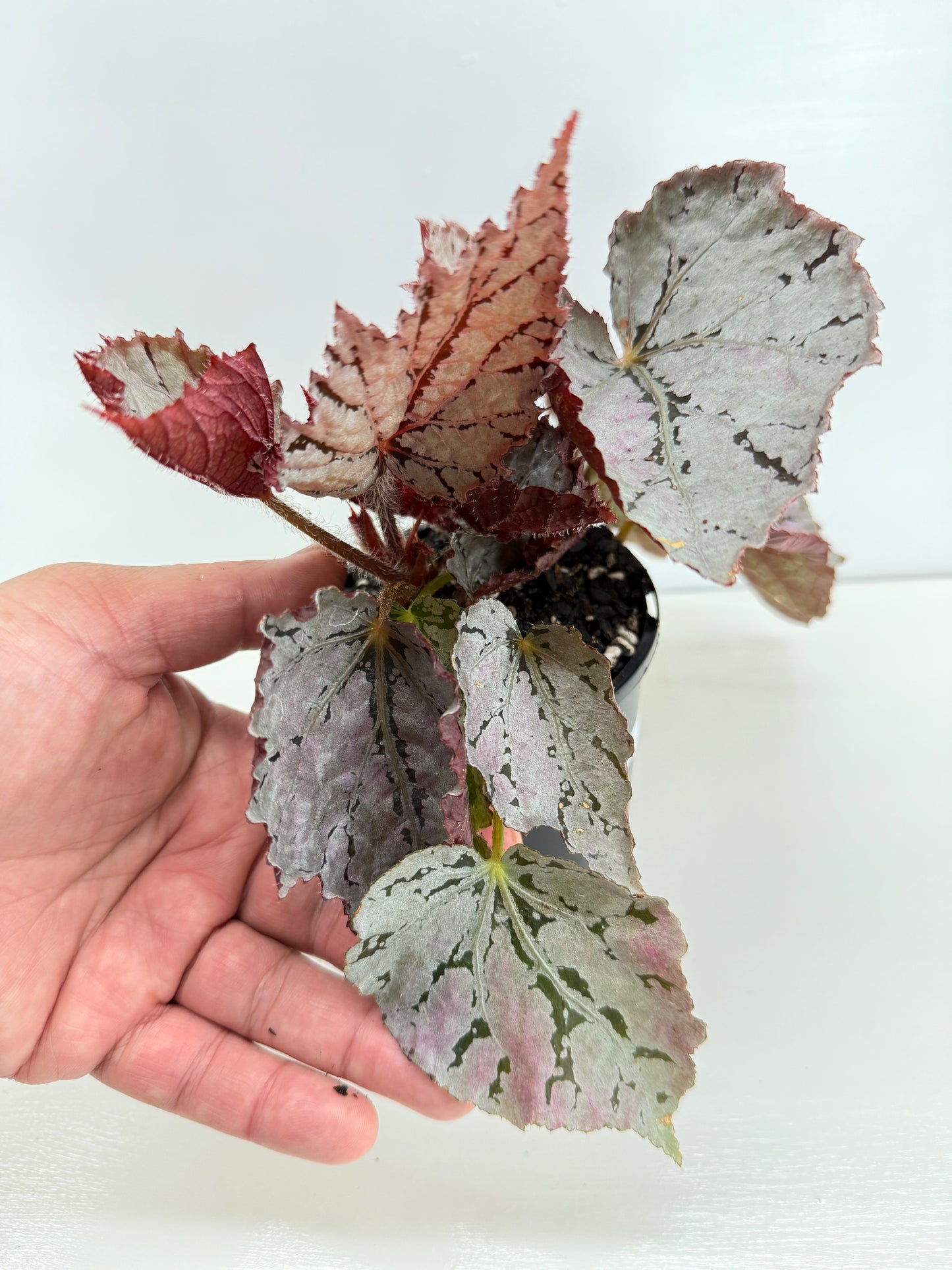 Begonia Silver White Z43