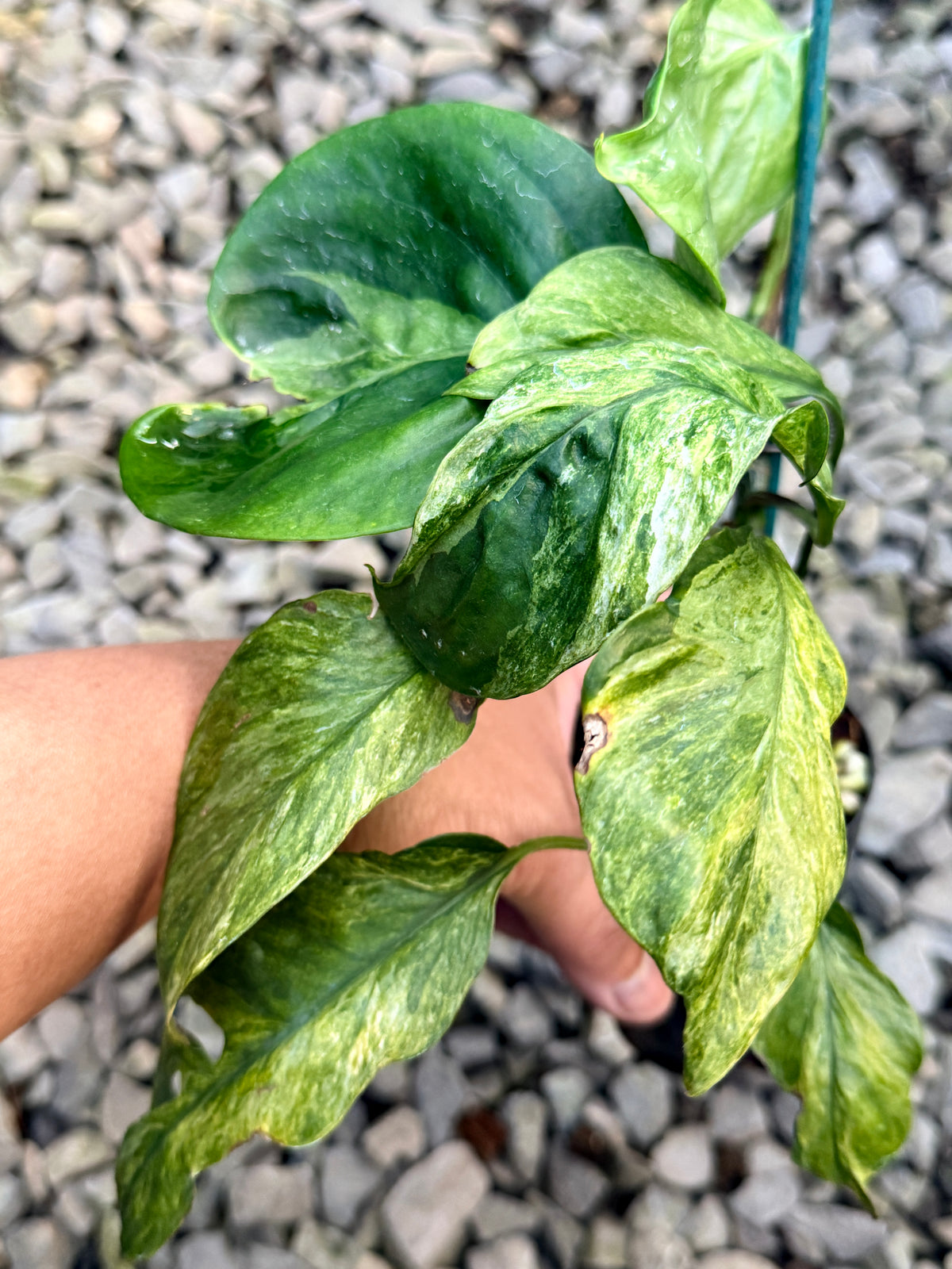 Epipremnum Sp. 'Bali Hanoman' NONTC - Matured Form S16