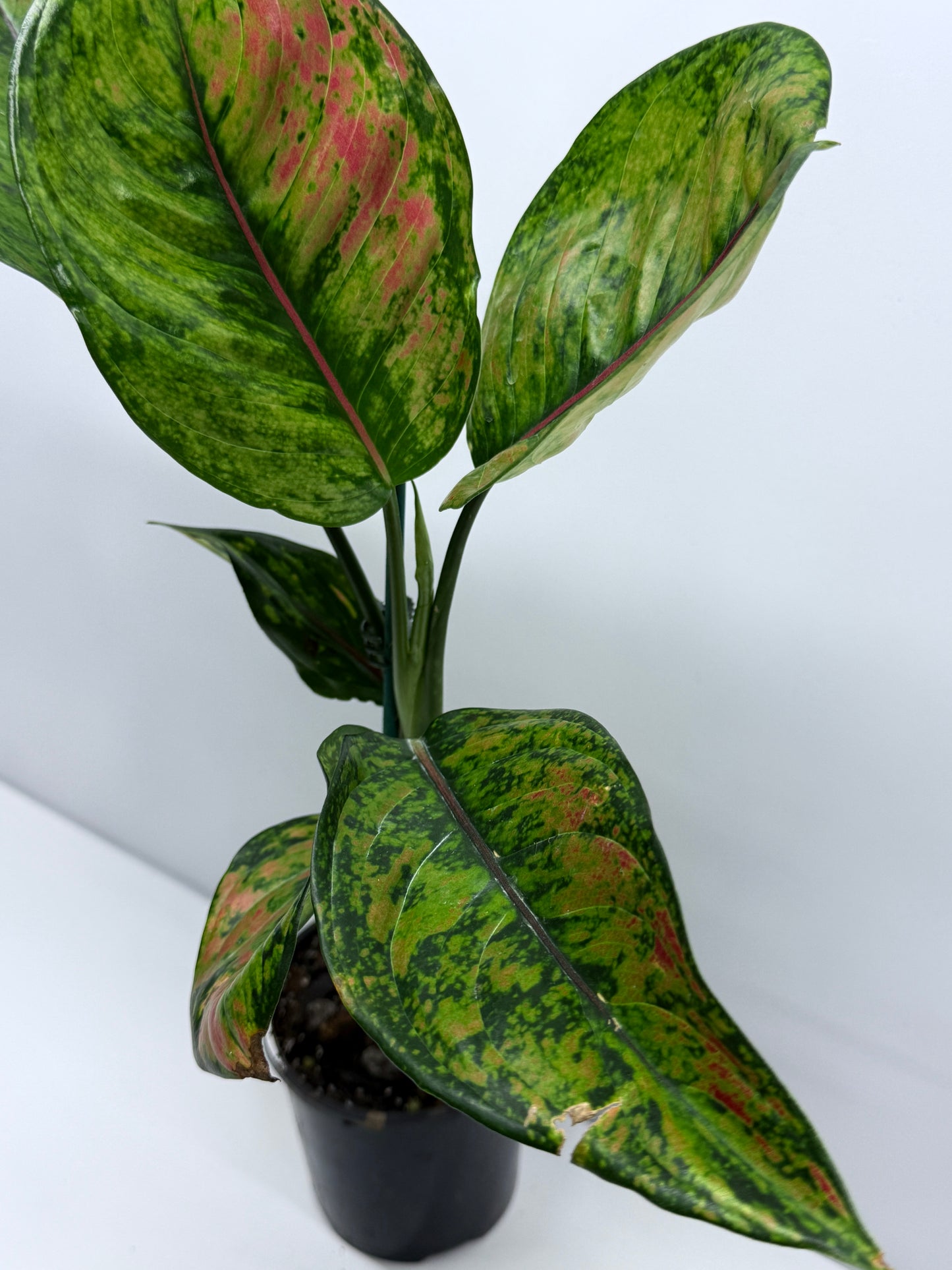 Aglaonema Heng Heng R24