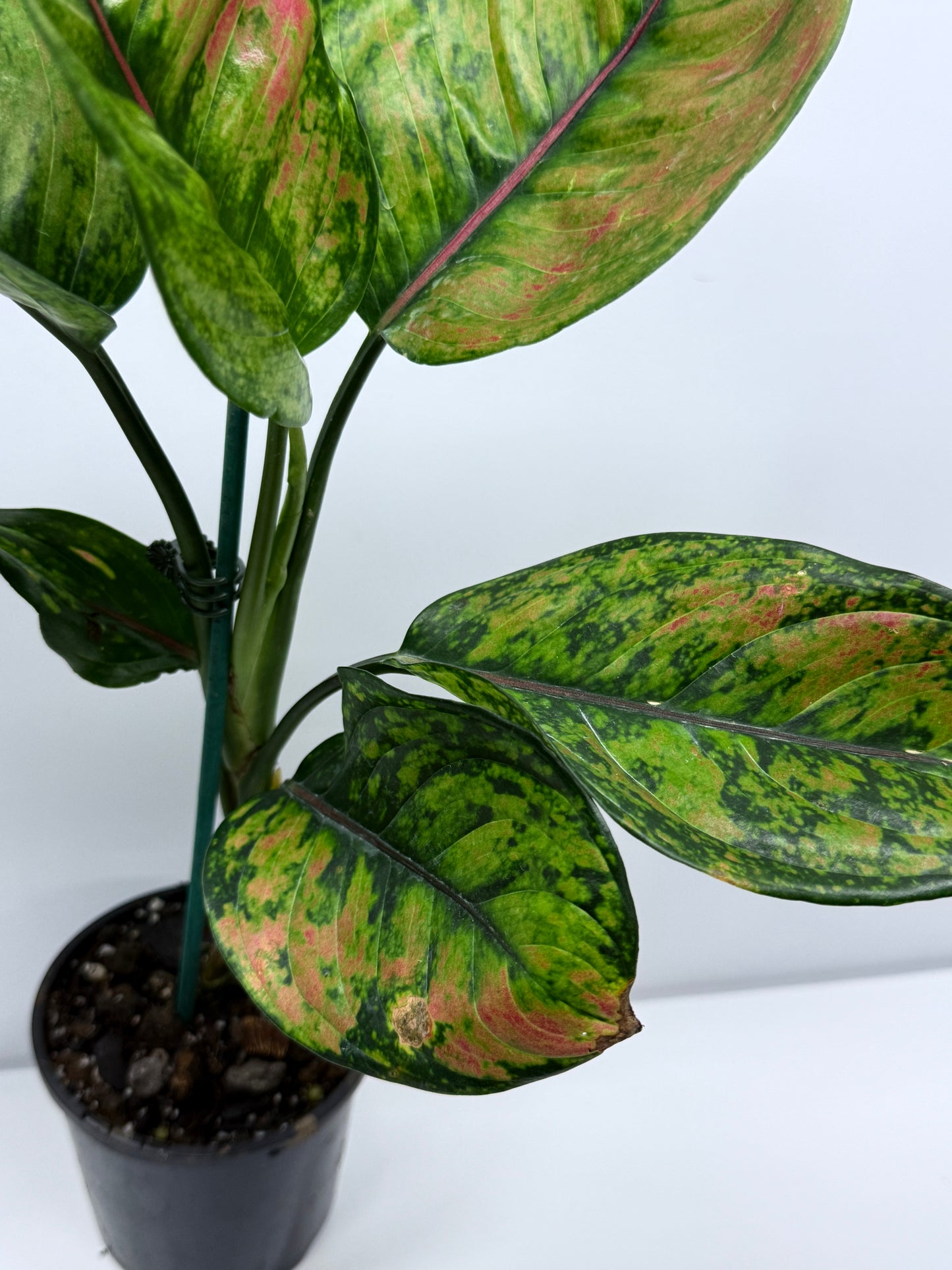 Aglaonema Heng Heng R24