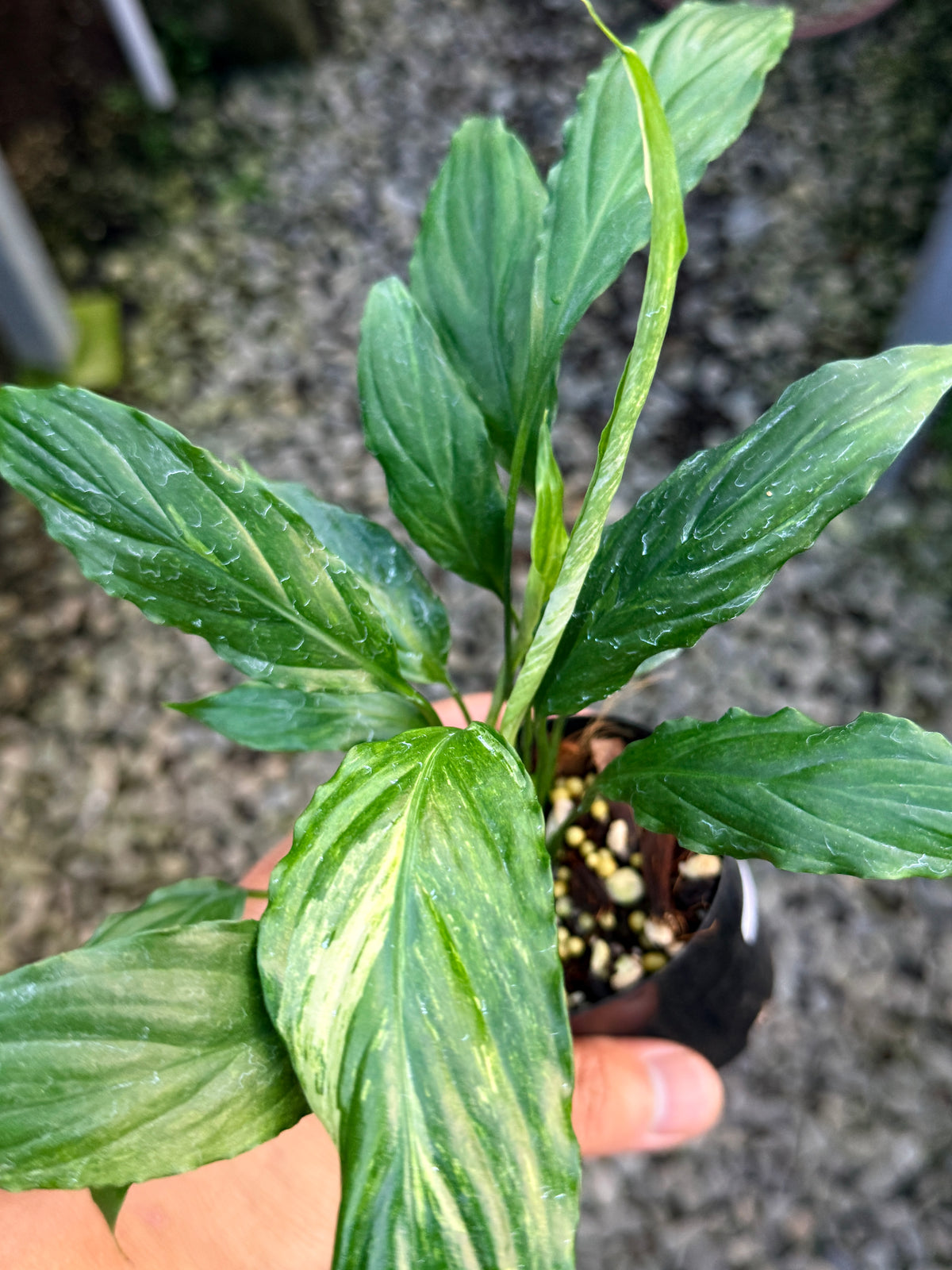 Spathiphyllum 'Aurea Peace Lily' S20