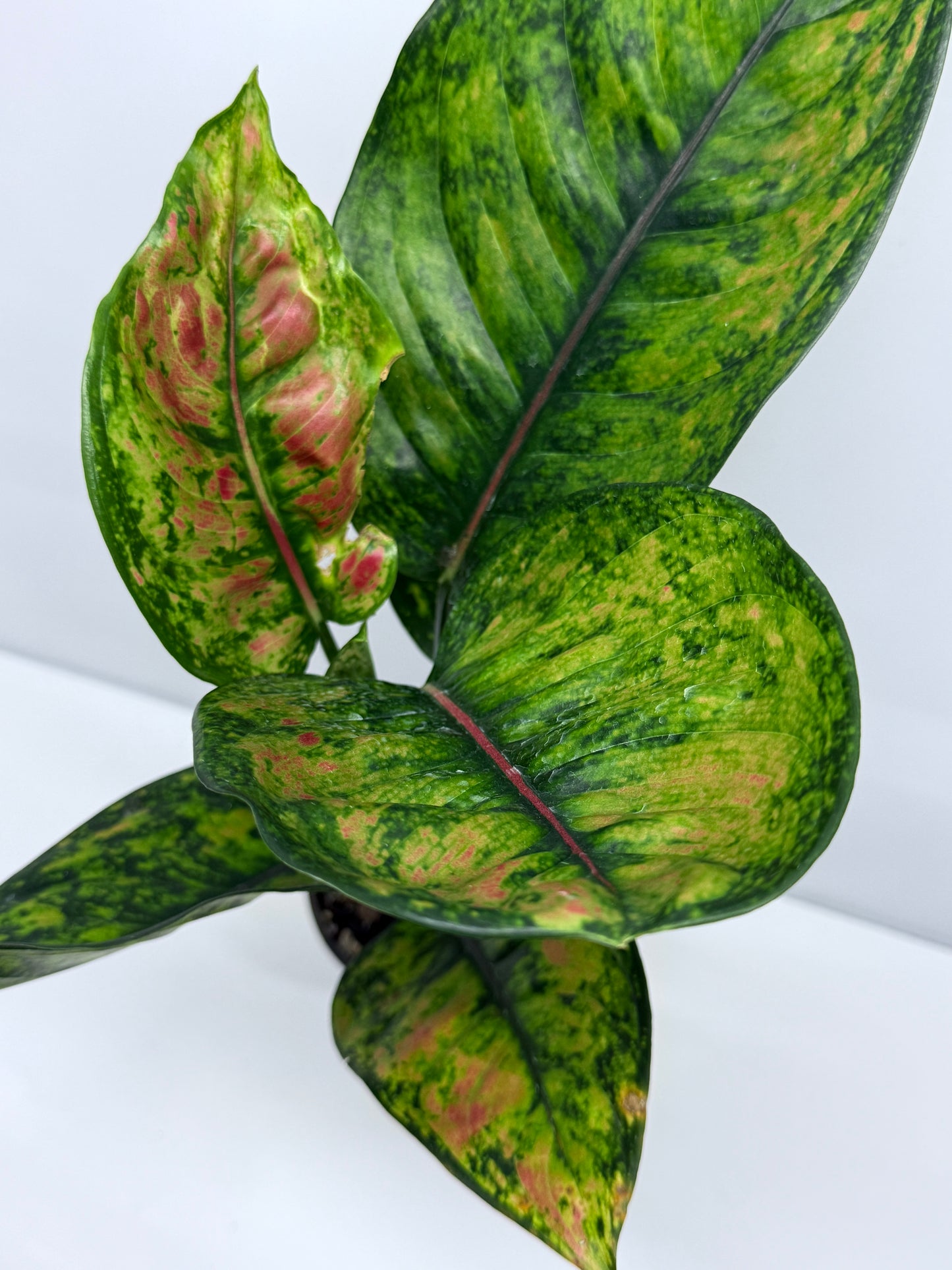 Aglaonema Heng Heng R23