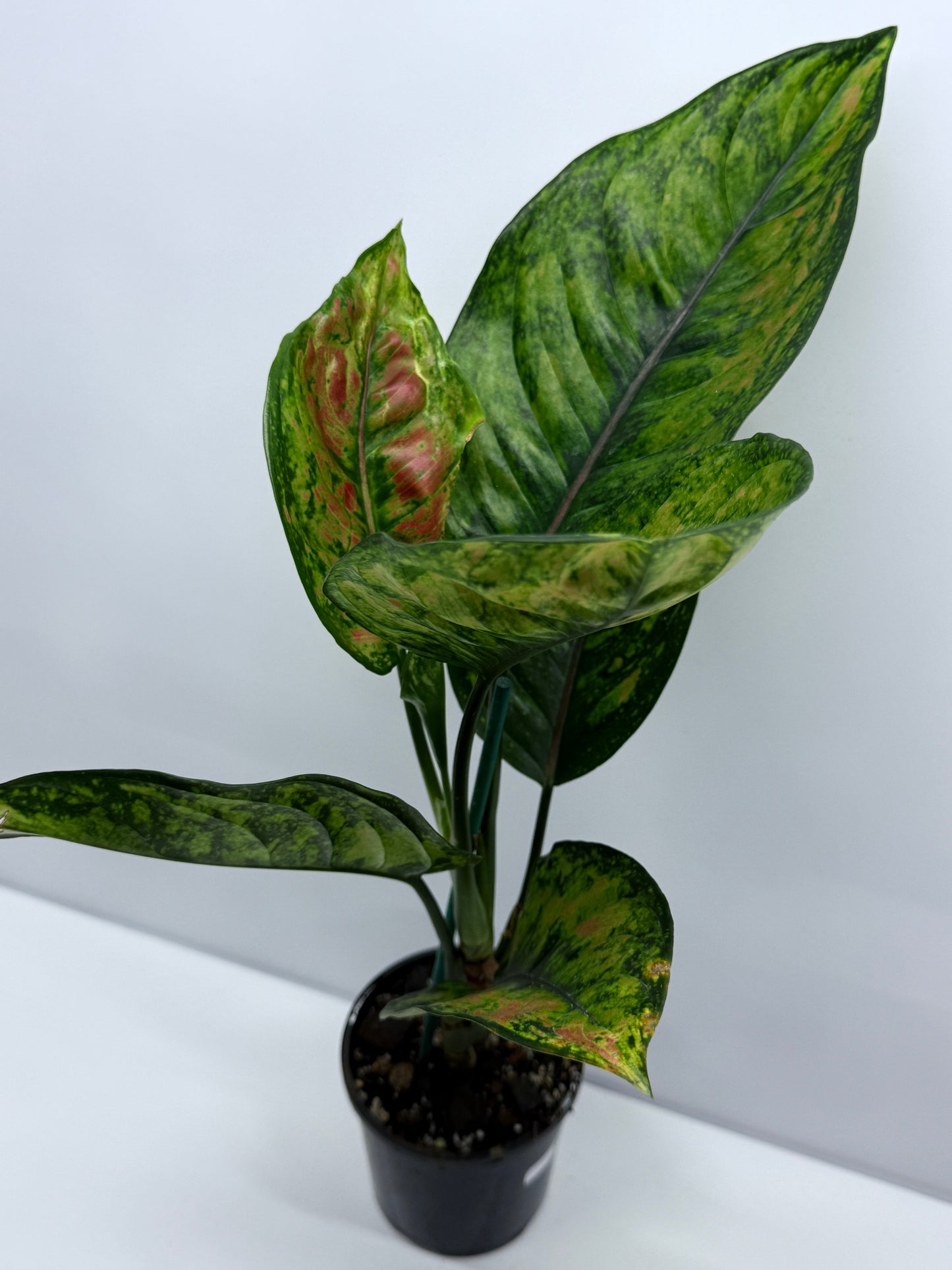 Aglaonema Heng Heng R23
