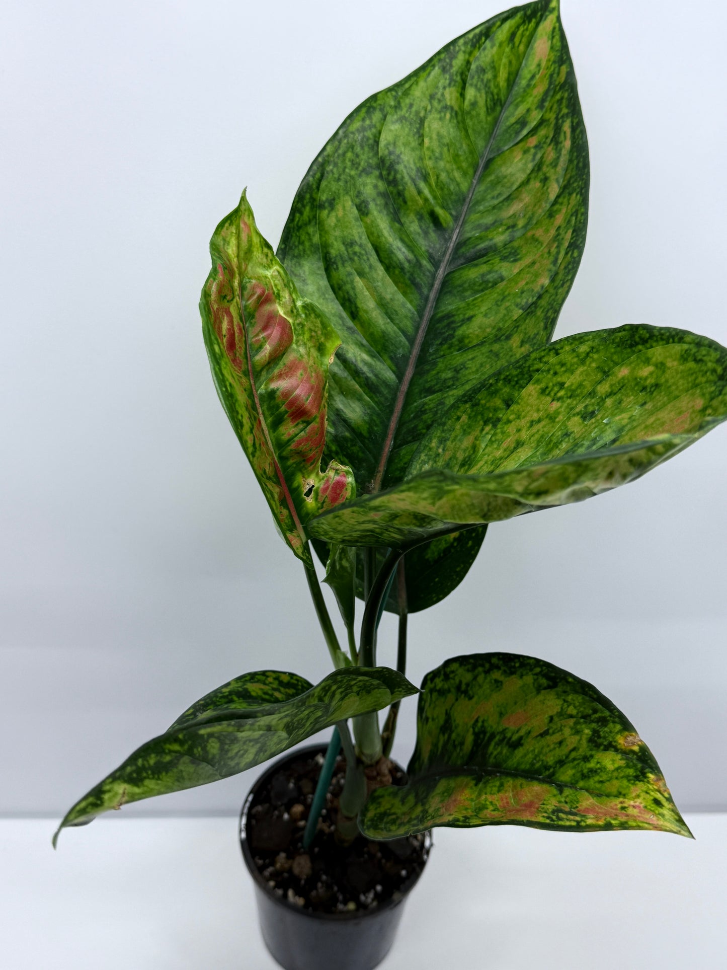 Aglaonema Heng Heng R23