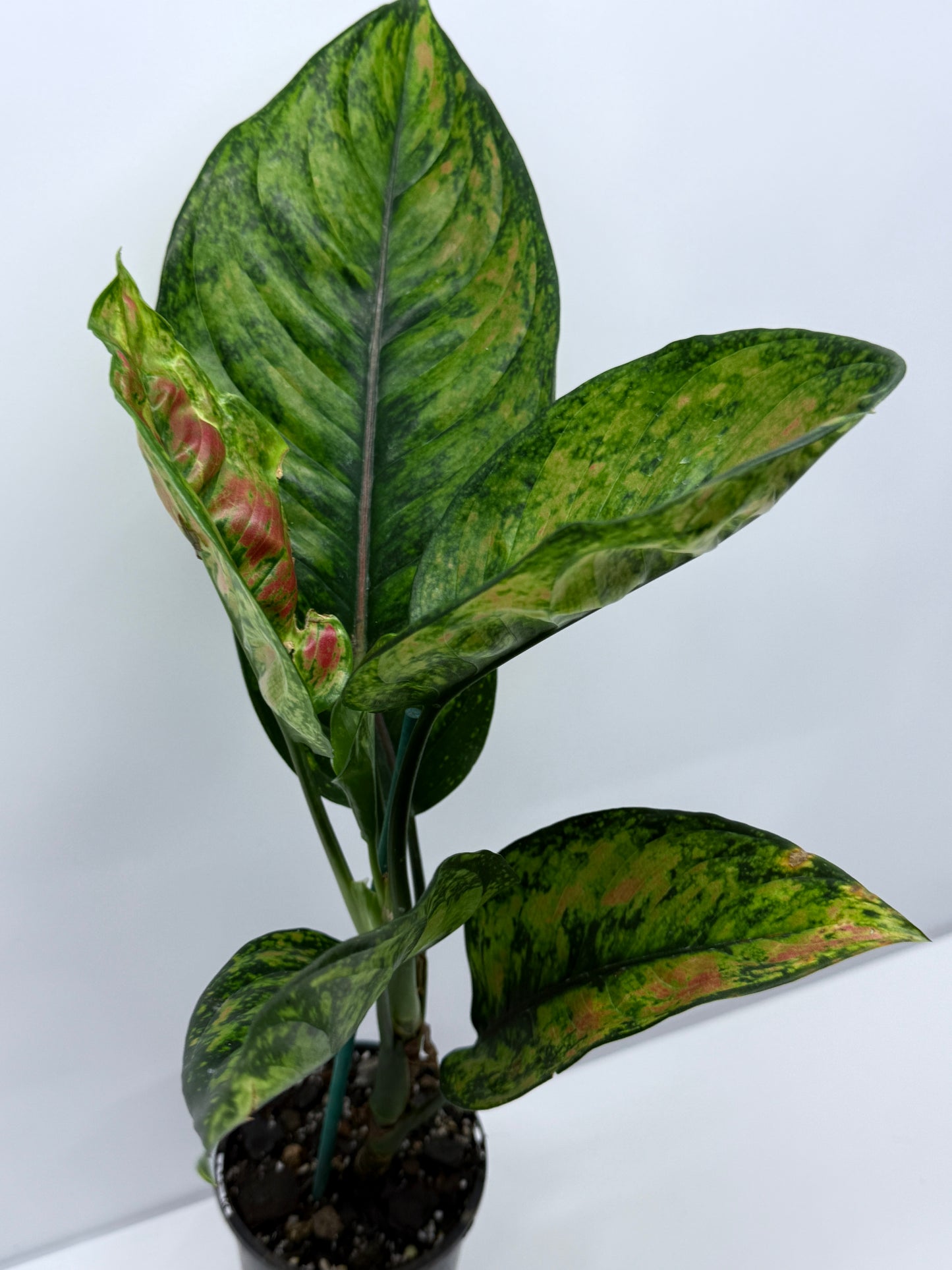 Aglaonema Heng Heng R23