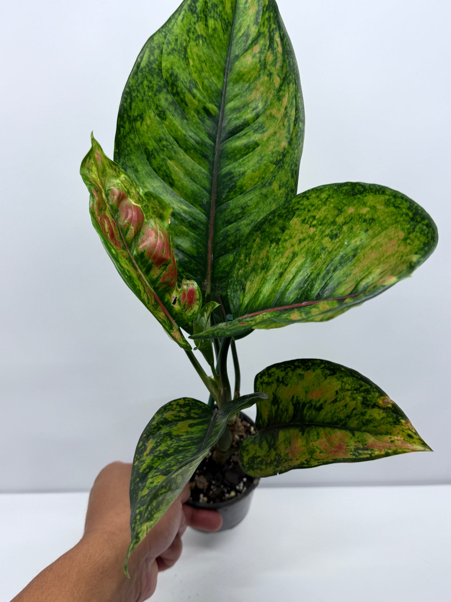 Aglaonema Heng Heng R23