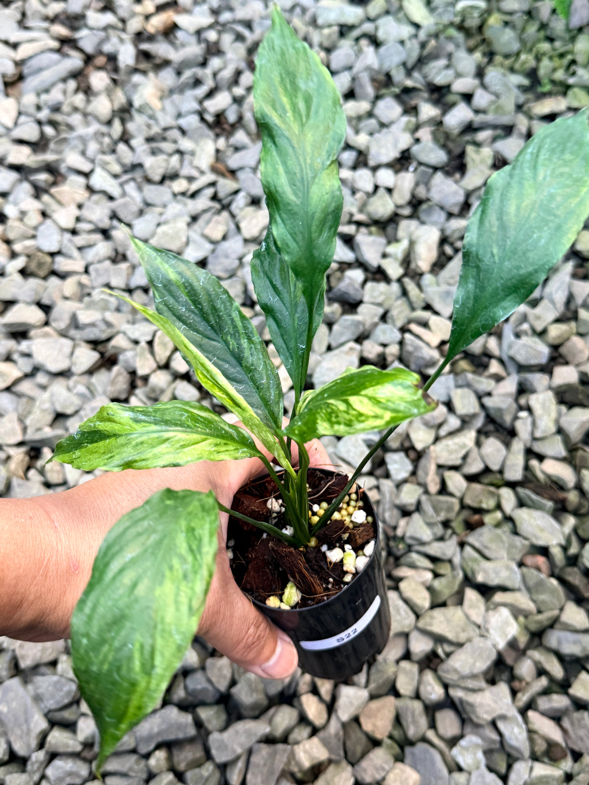Spathiphyllum 'Aurea Peace Lily' S22