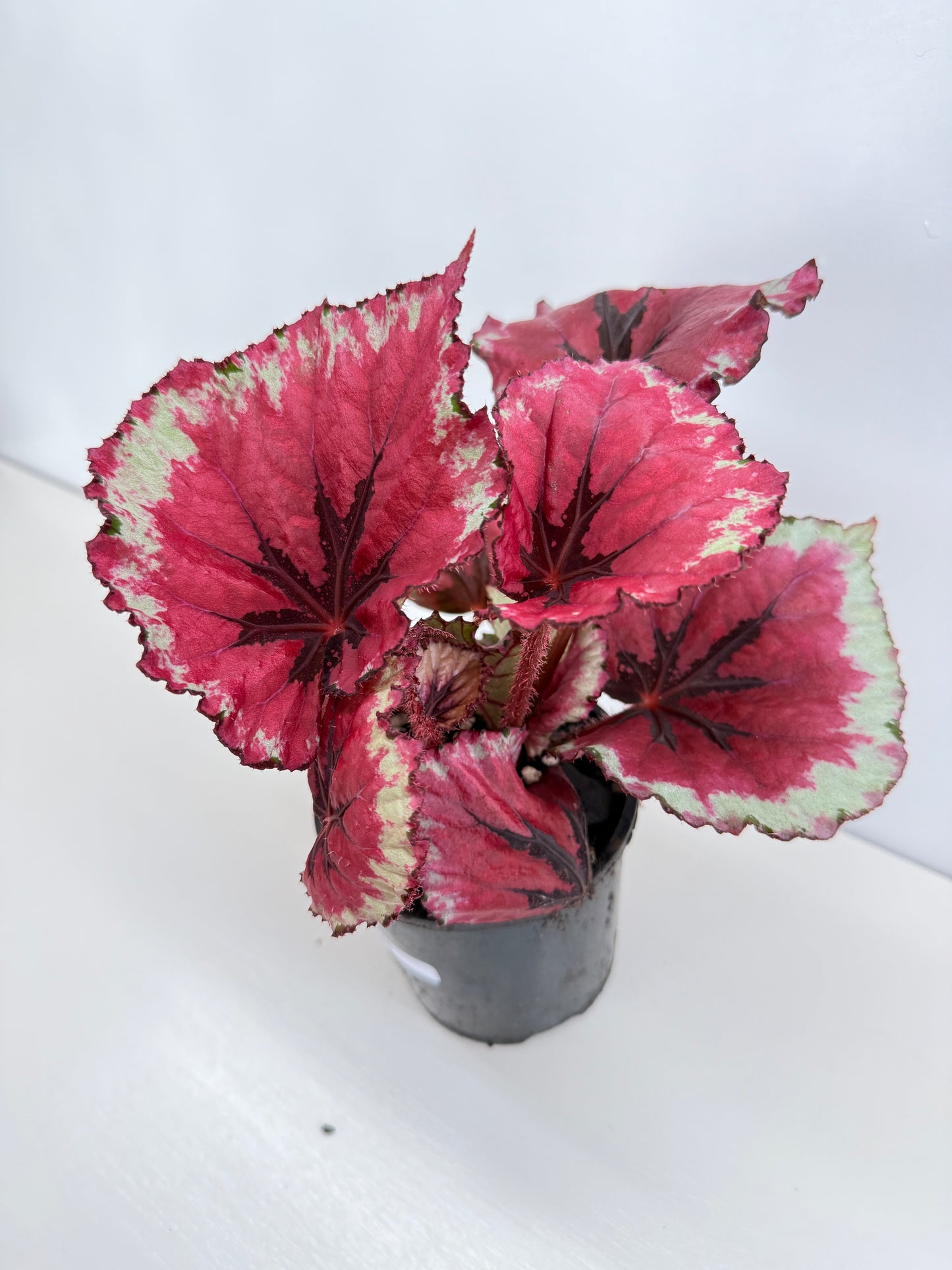 Begonia Rex 'Kotabuki' - Best Pick of the Crop!