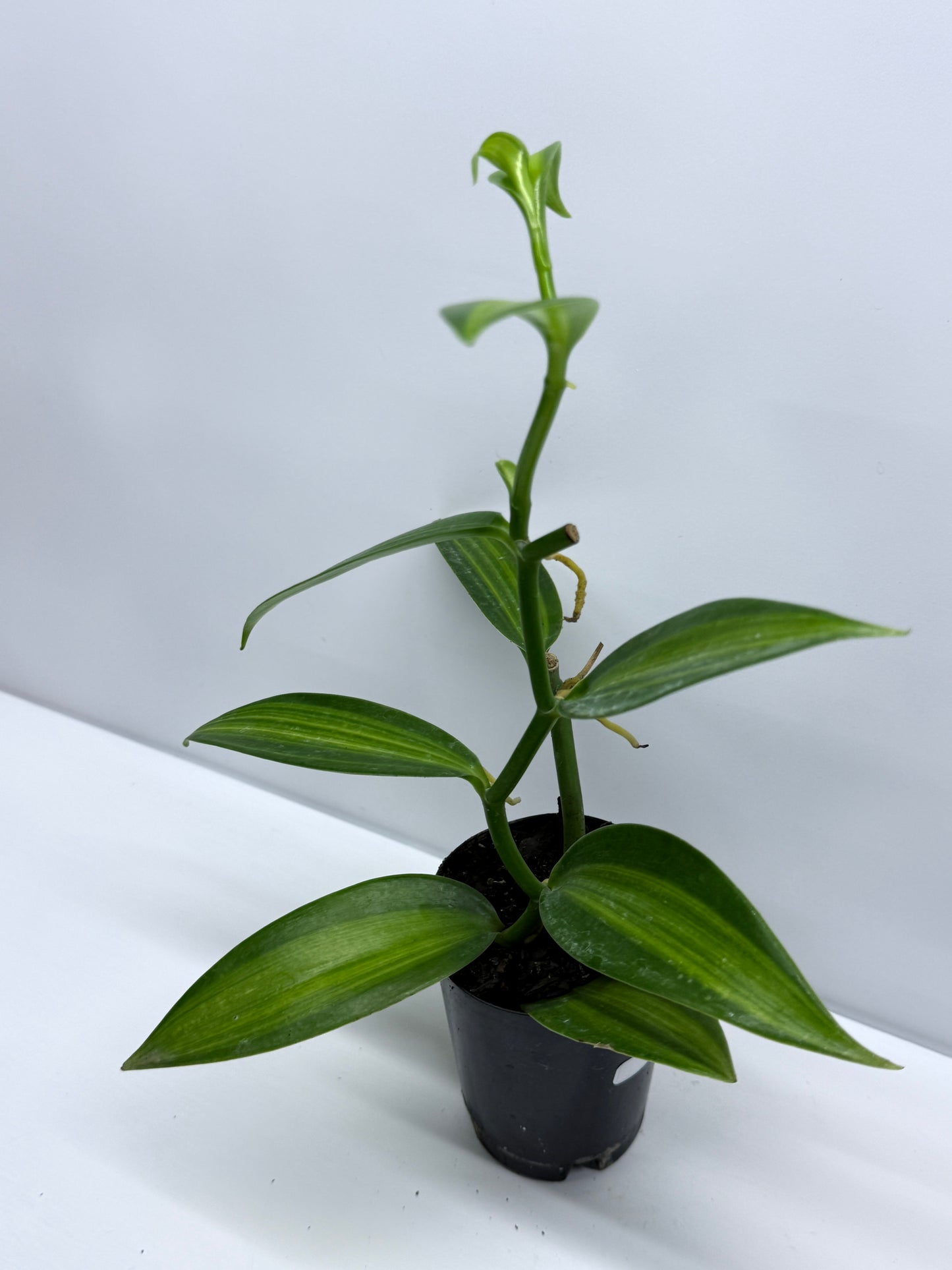 Vanilla planifolia variegata - Variegated Vanilla Vine R29