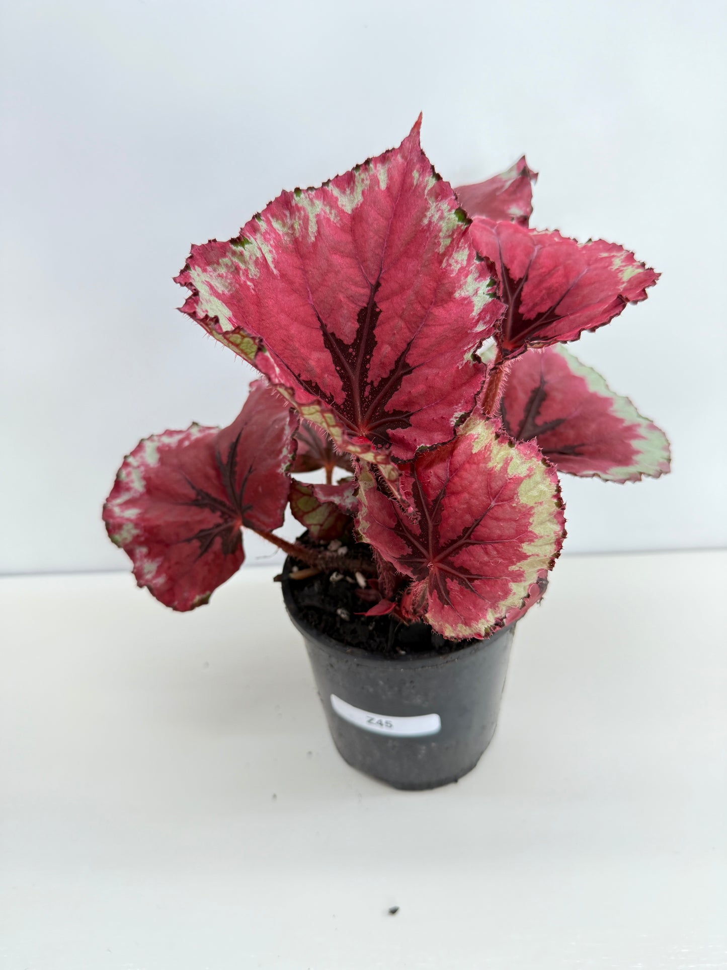 Begonia Rex 'Kotabuki' - Best Pick of the Crop!