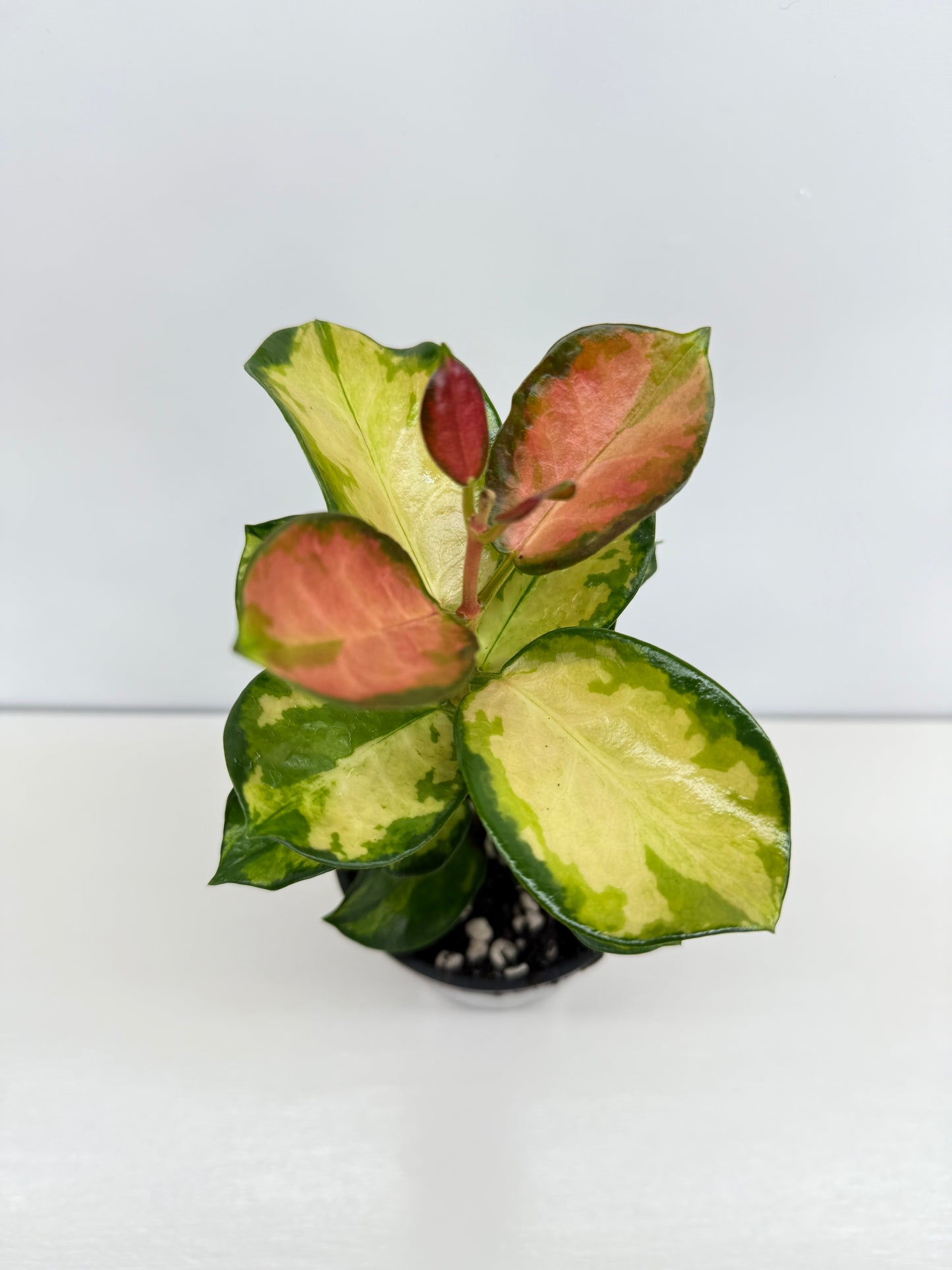 Hoya australis Lisa Z51