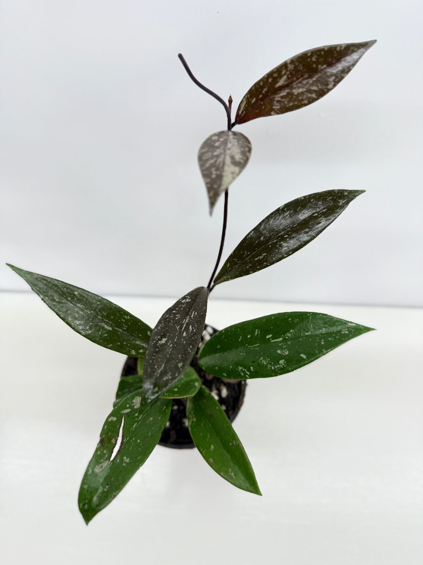 Hoya pubicaly x Chinese Black C34