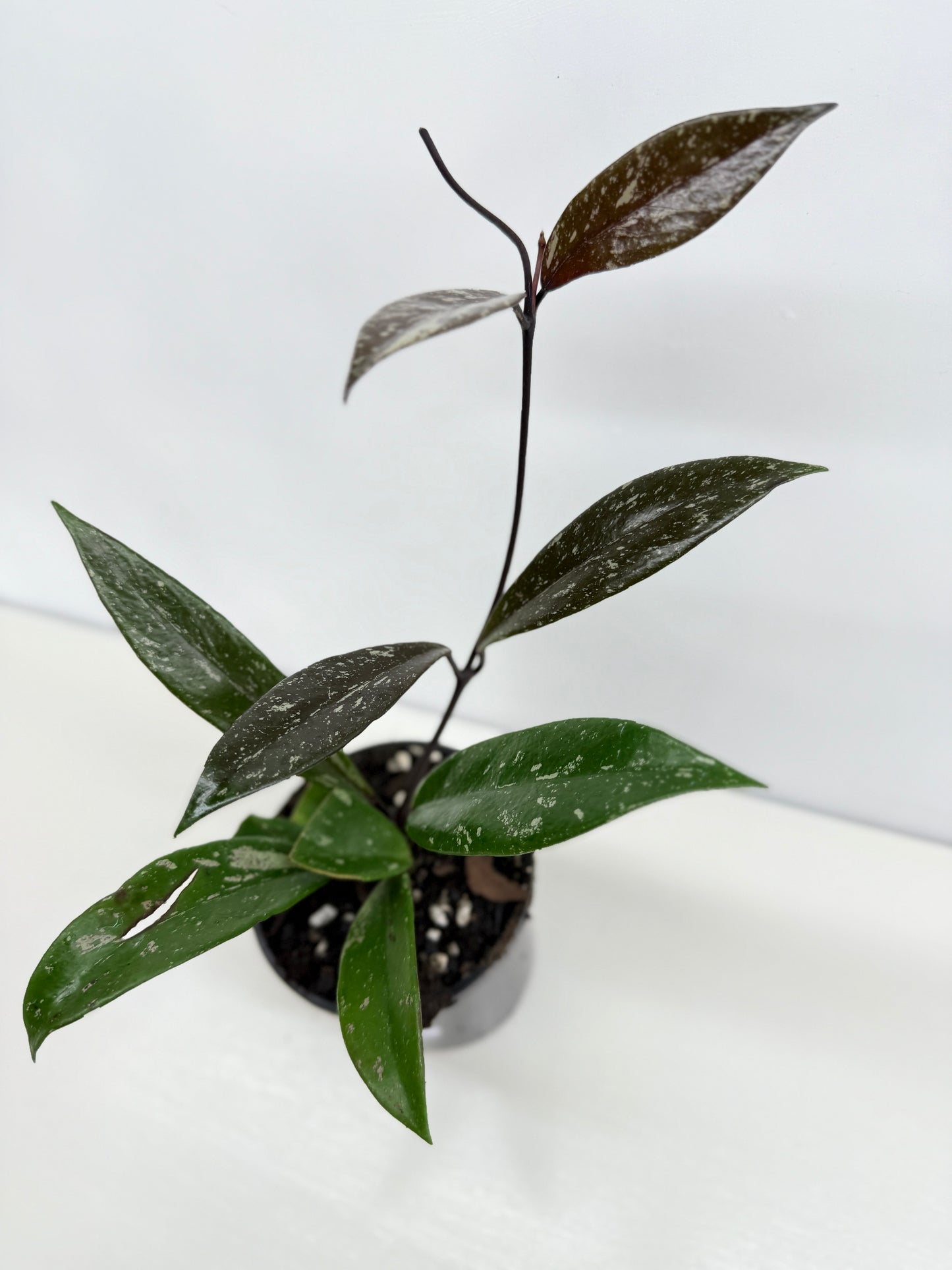 Hoya pubicaly x Chinese Black C34