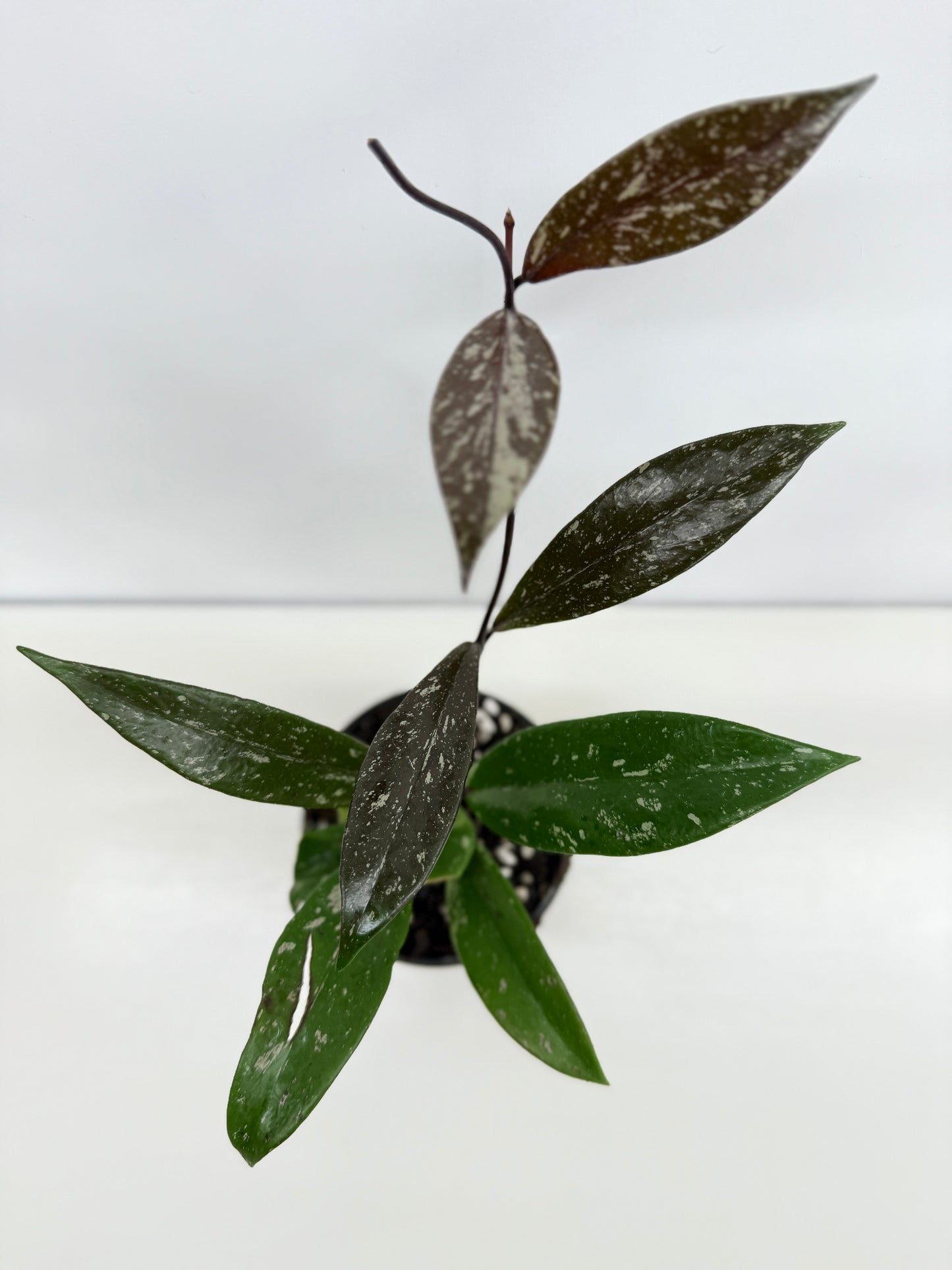 Hoya pubicaly x Chinese Black C34