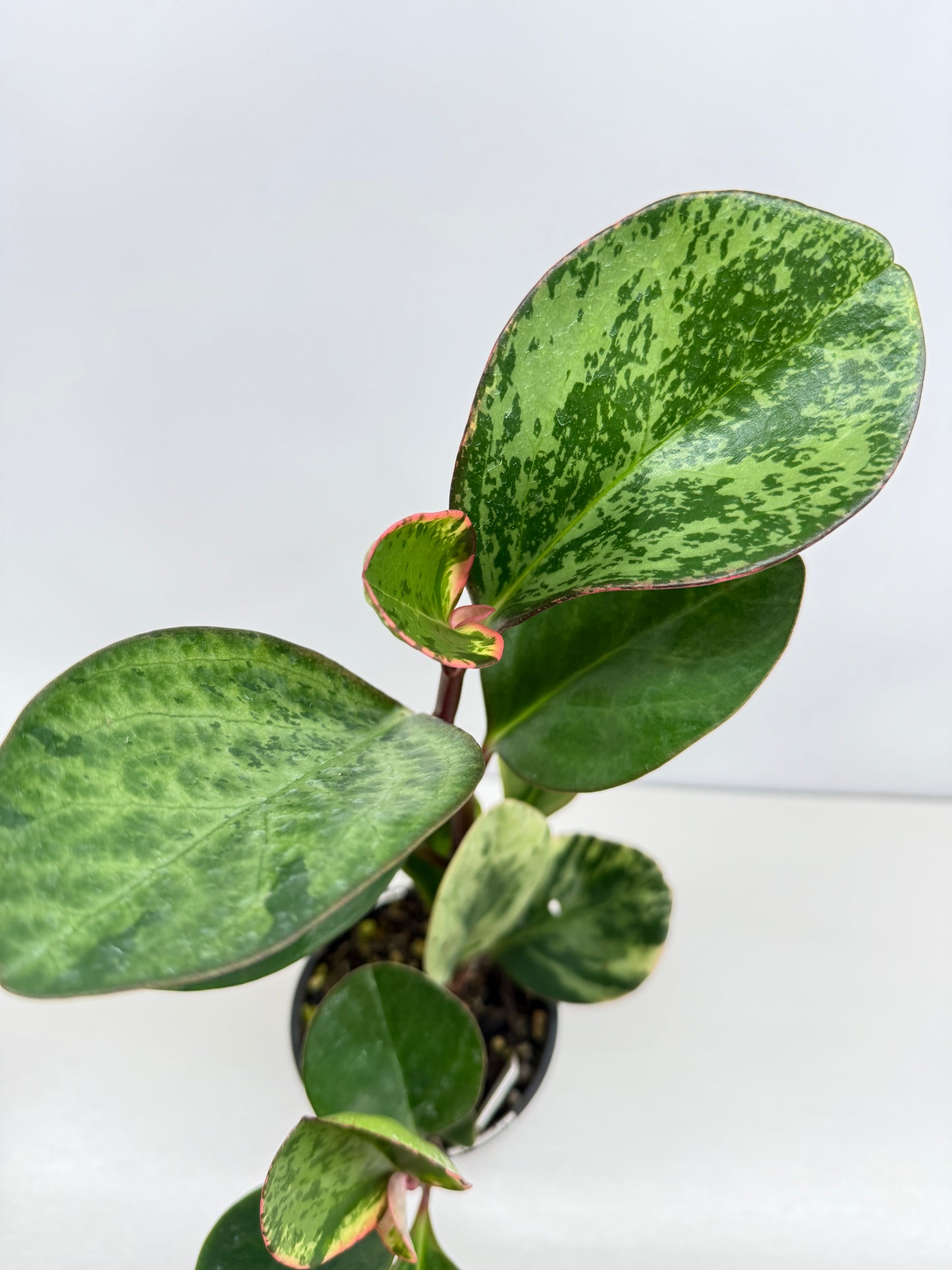 Peperomia Tropicolor - Rarely Offered Z53