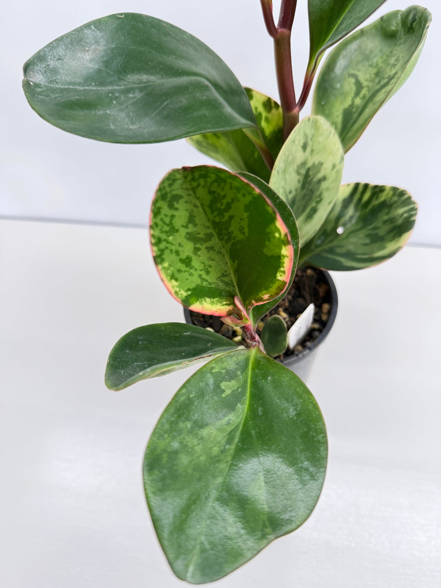 Peperomia Tropicolor - Rarely Offered Z53