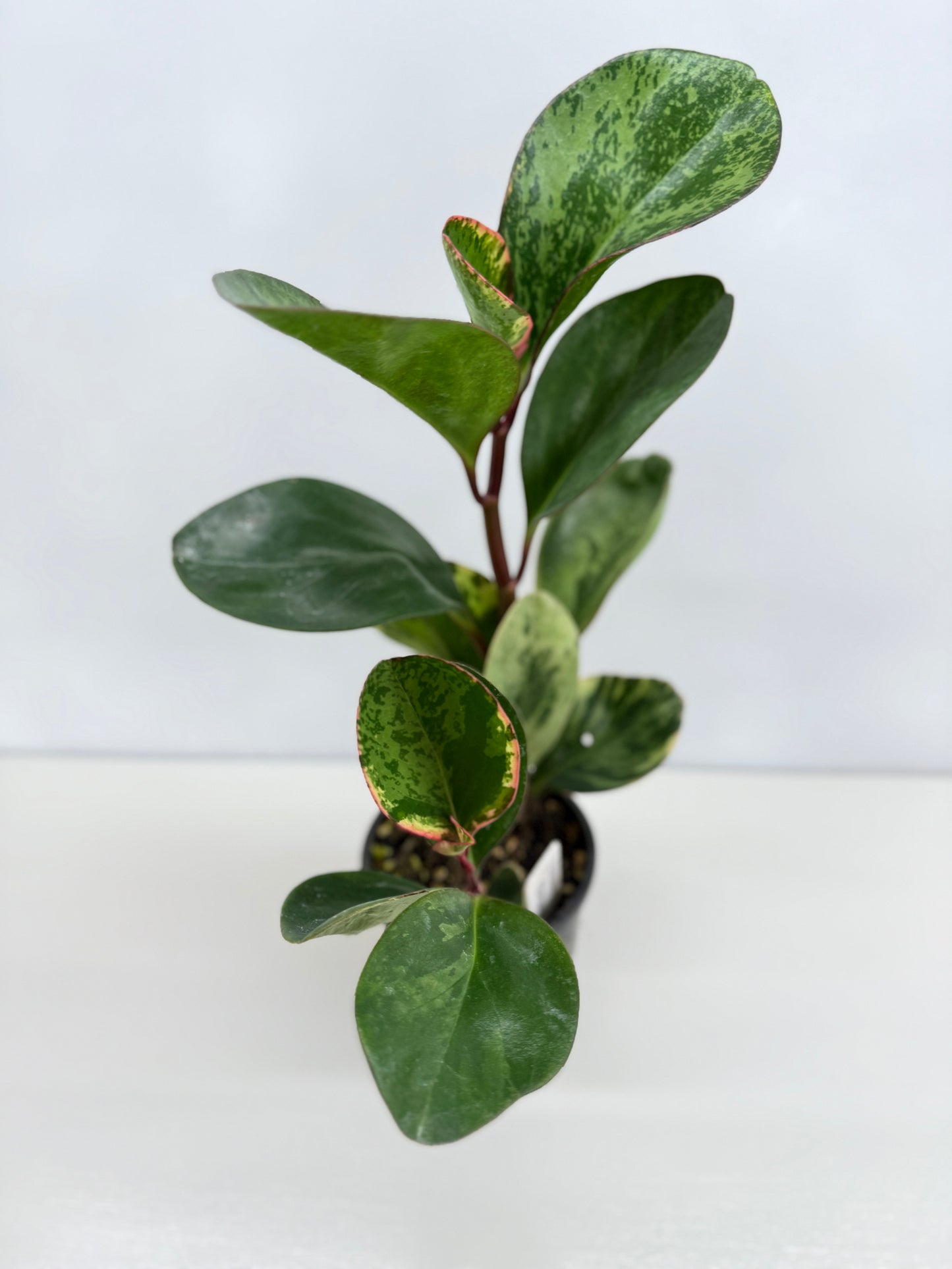 Peperomia Tropicolor - Rarely Offered Z53