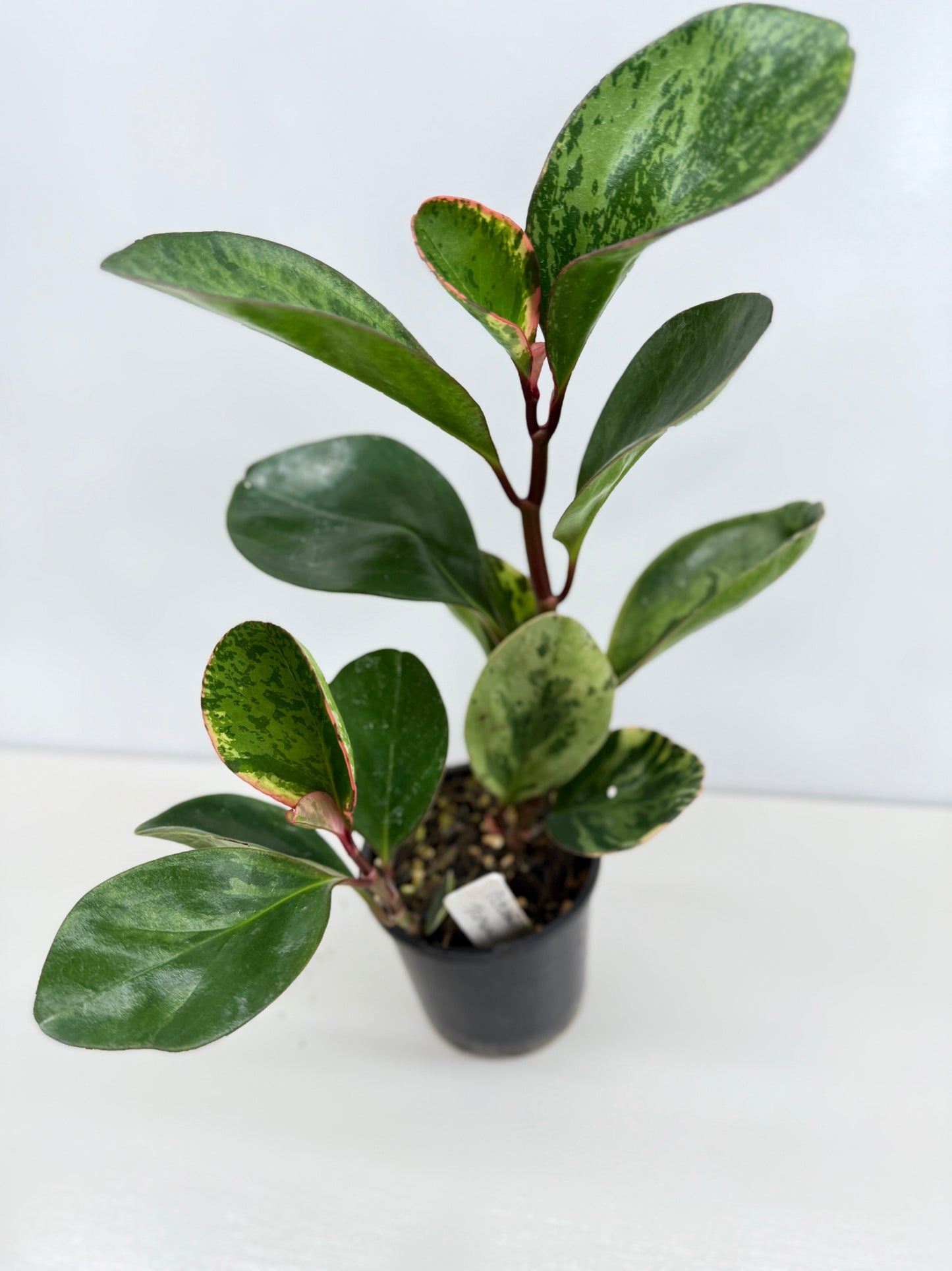 Peperomia Tropicolor - Rarely Offered Z53