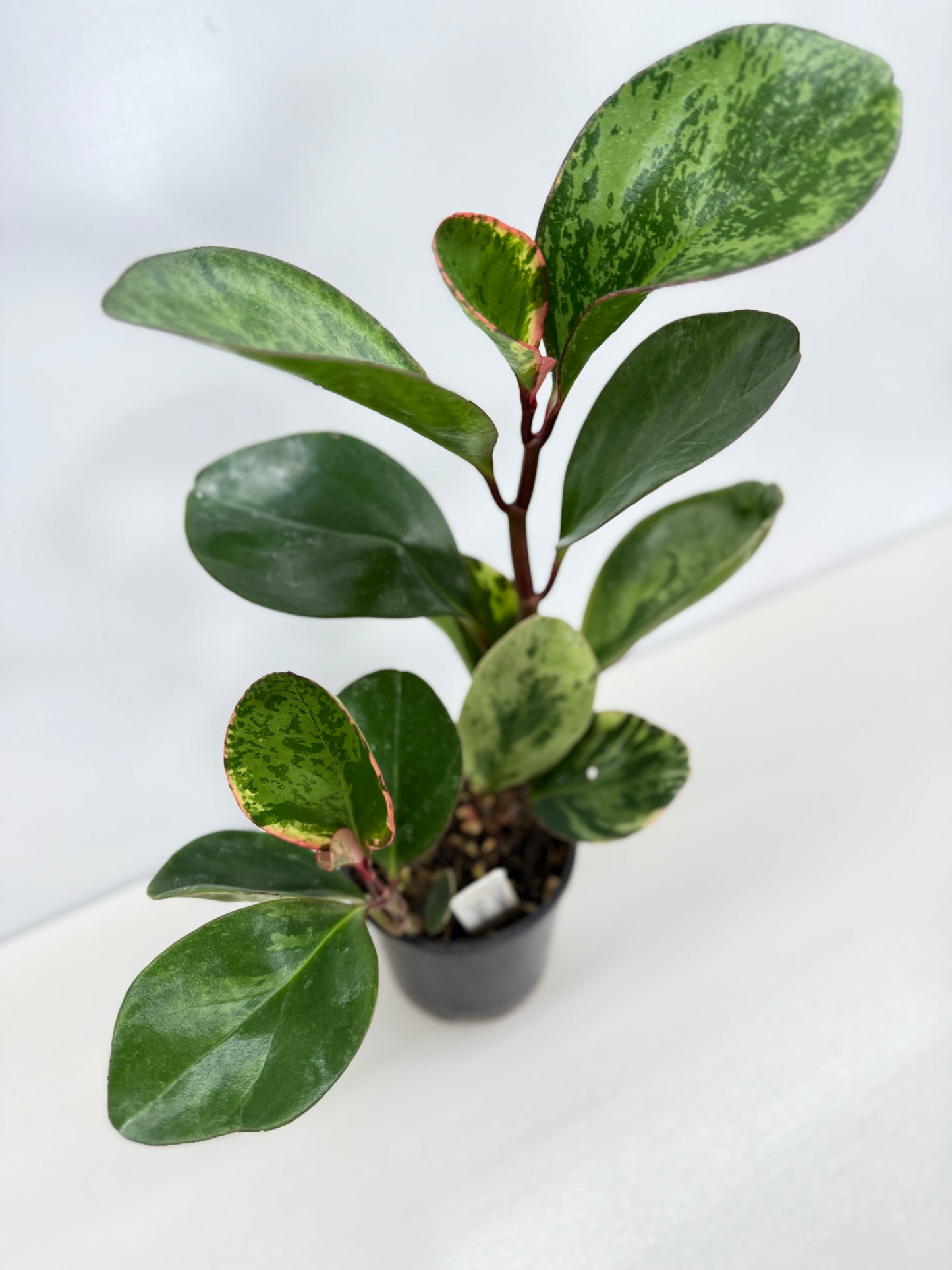 Peperomia Tropicolor - Rarely Offered Z53