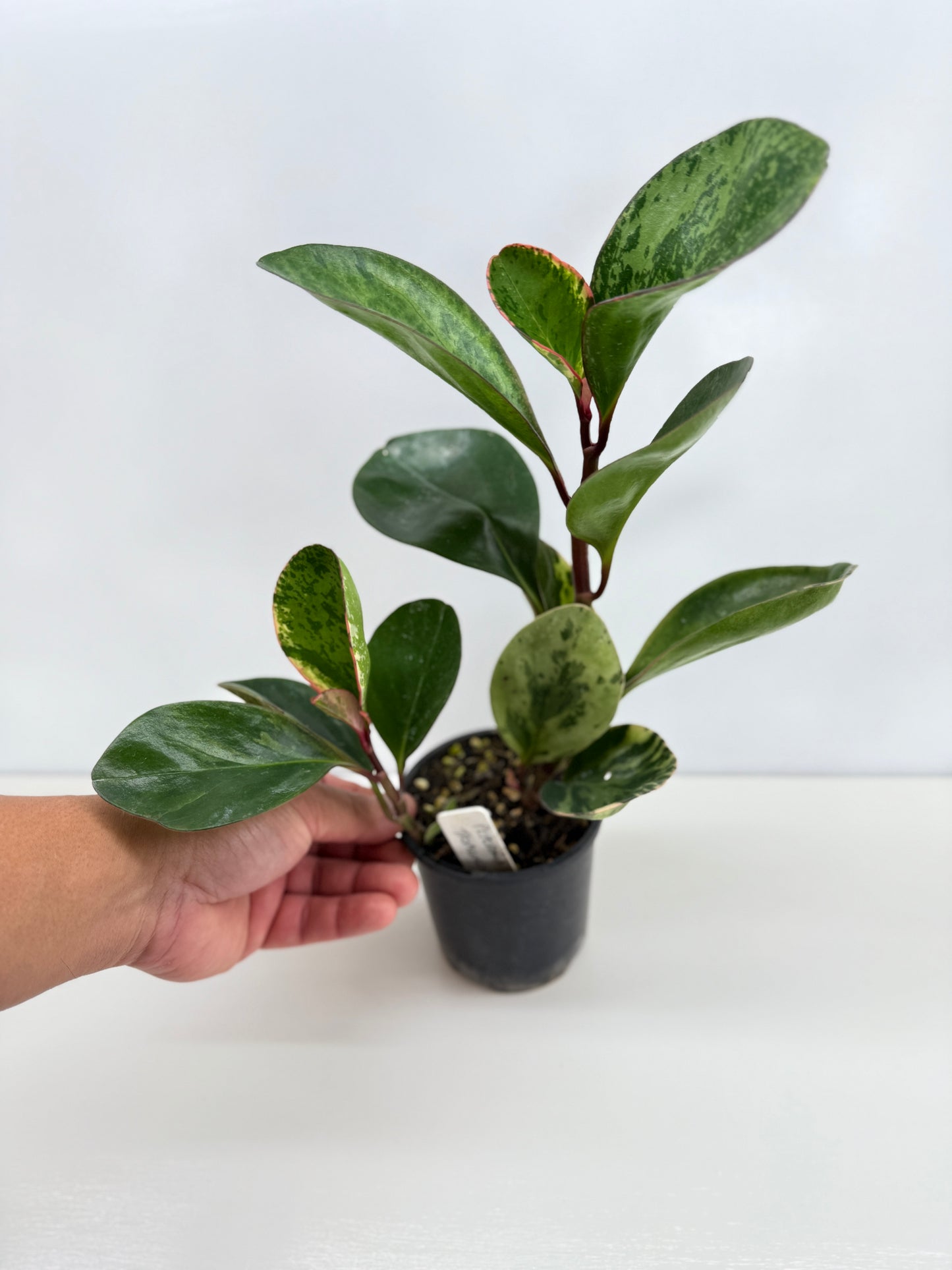 Peperomia Tropicolor - Rarely Offered Z53