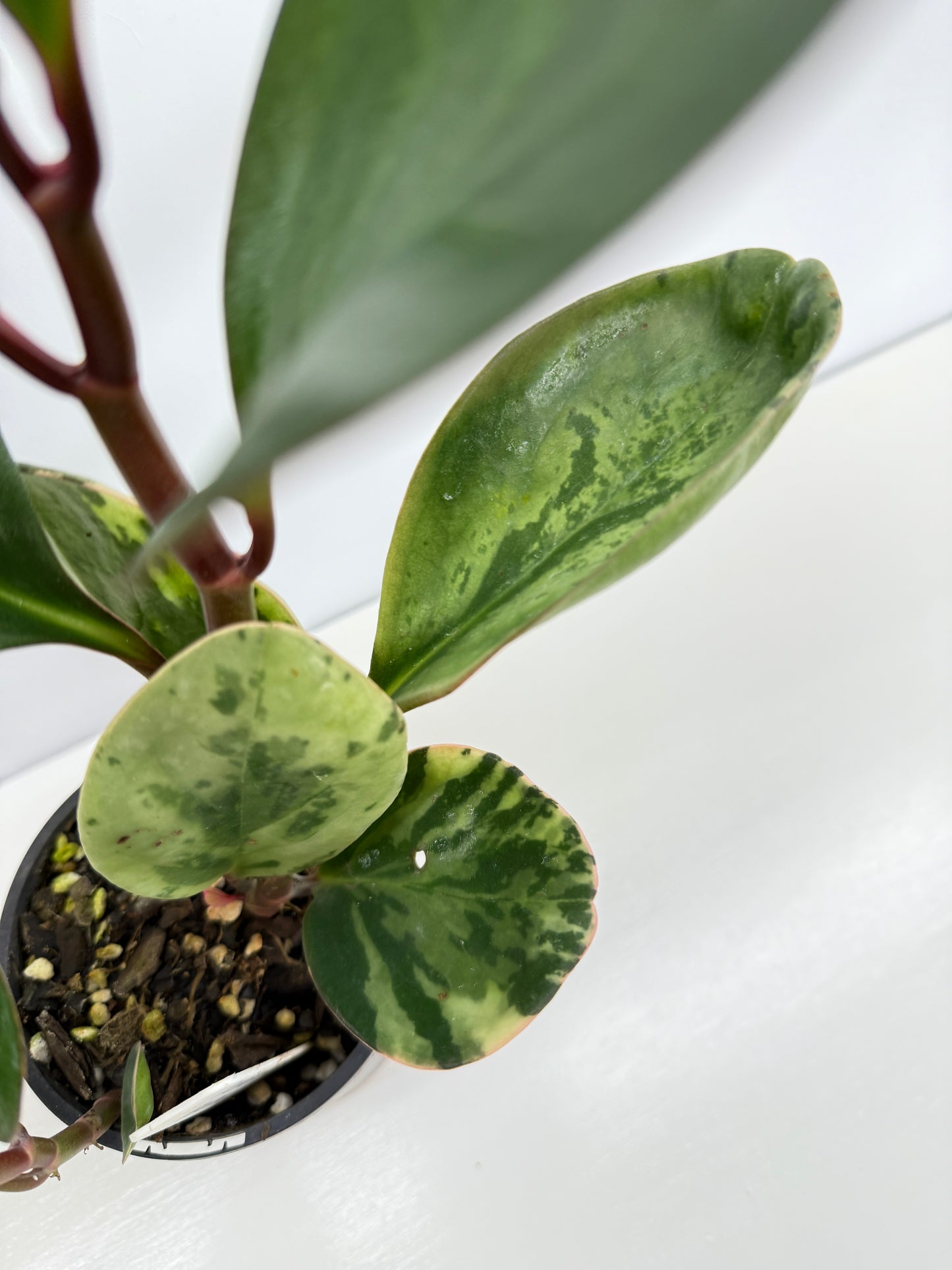 Peperomia Tropicolor - Rarely Offered Z53