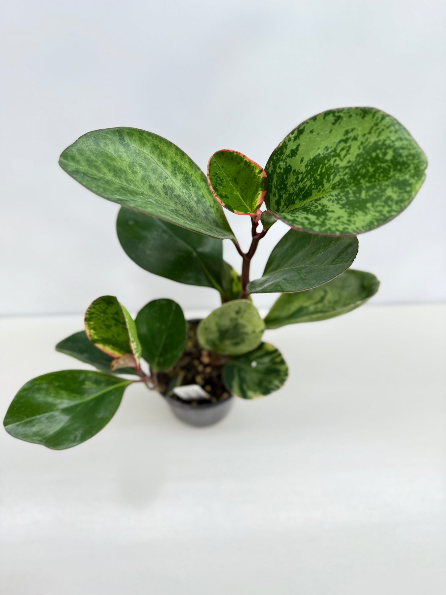 Peperomia Tropicolor - Rarely Offered Z53