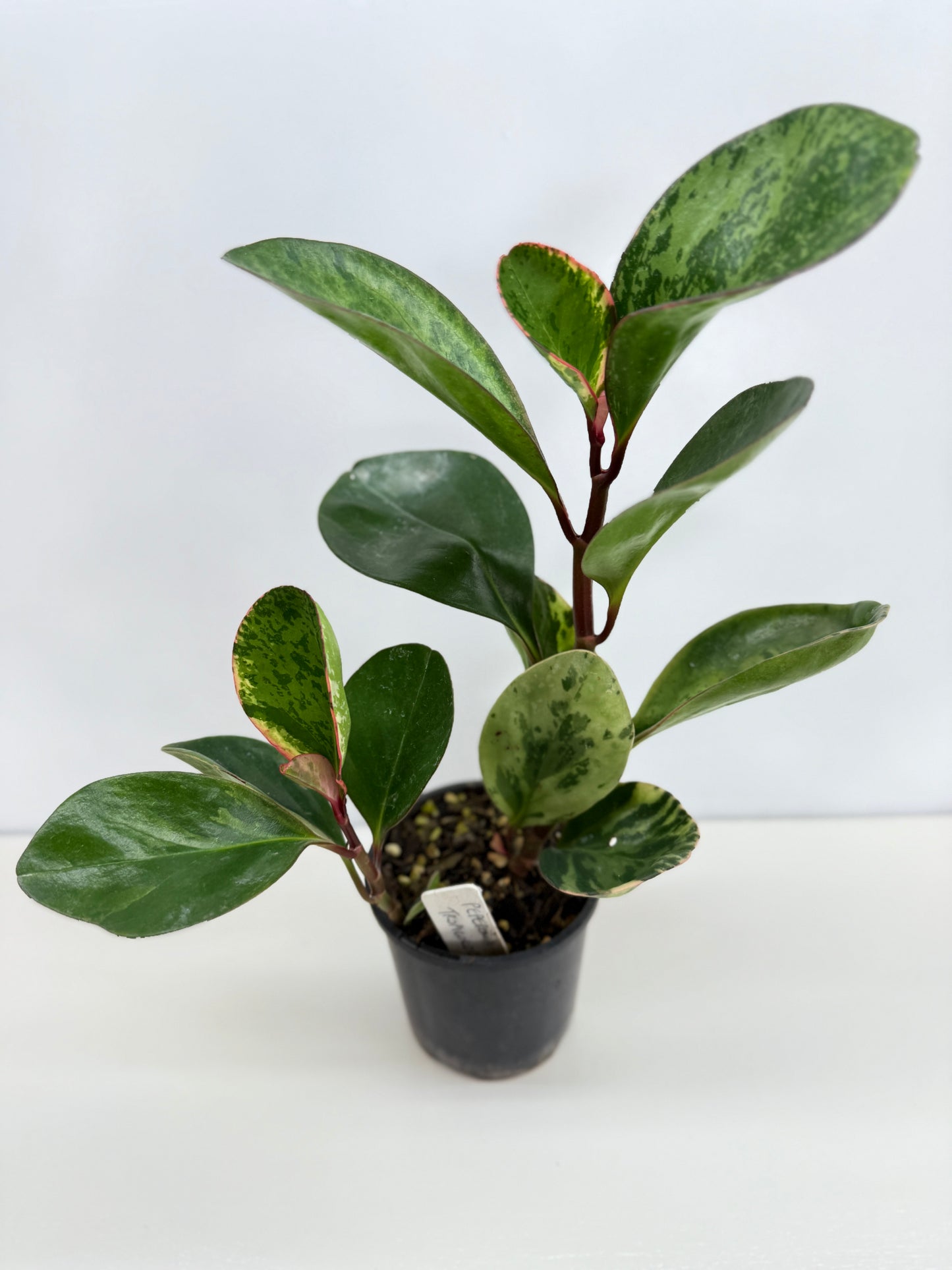 Peperomia Tropicolor - Rarely Offered Z53