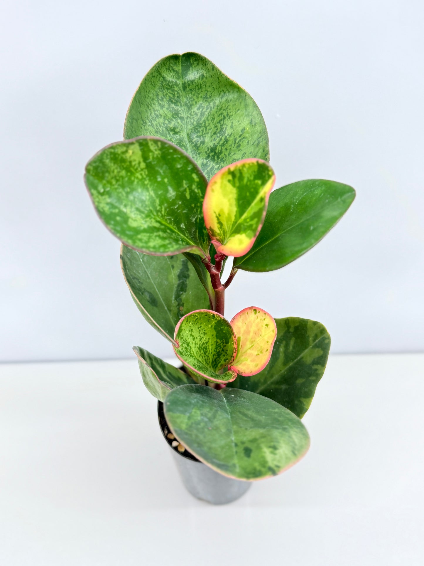 Peperomia Tropicolor - Rarely Offered Z54