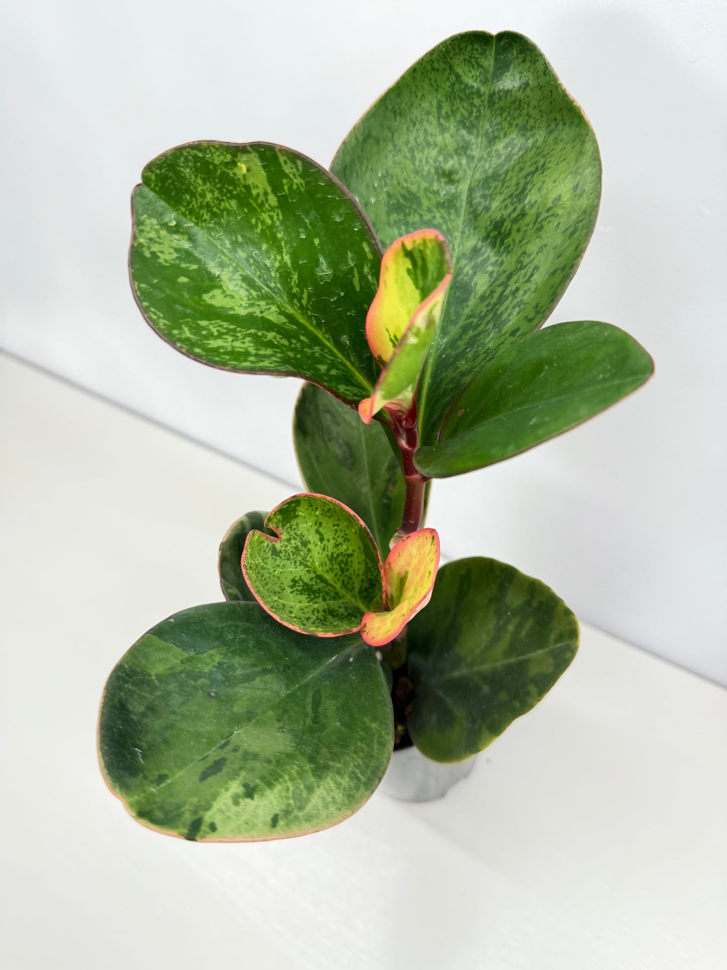 Peperomia Tropicolor - Rarely Offered Z54