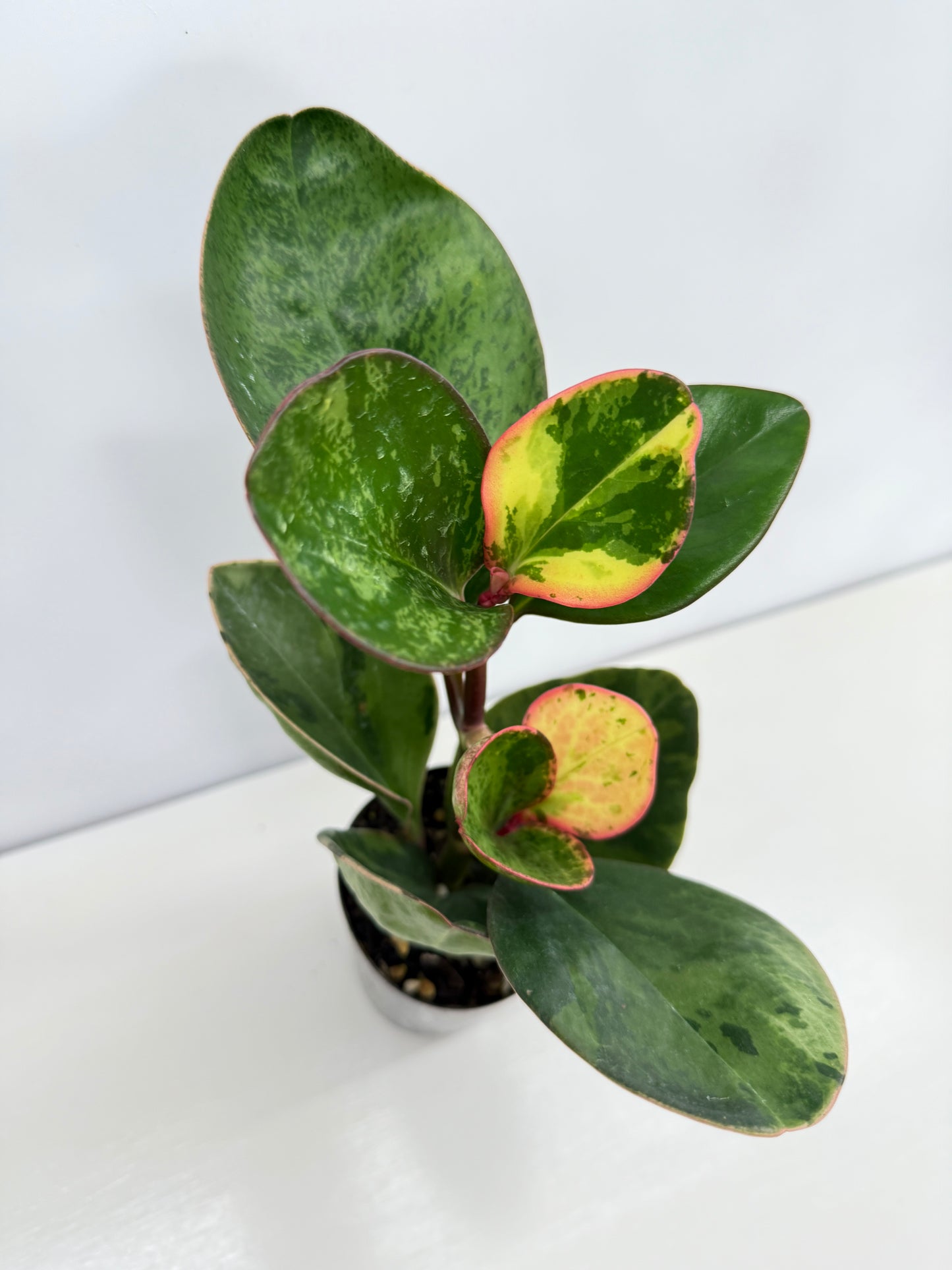 Peperomia Tropicolor - Rarely Offered Z54