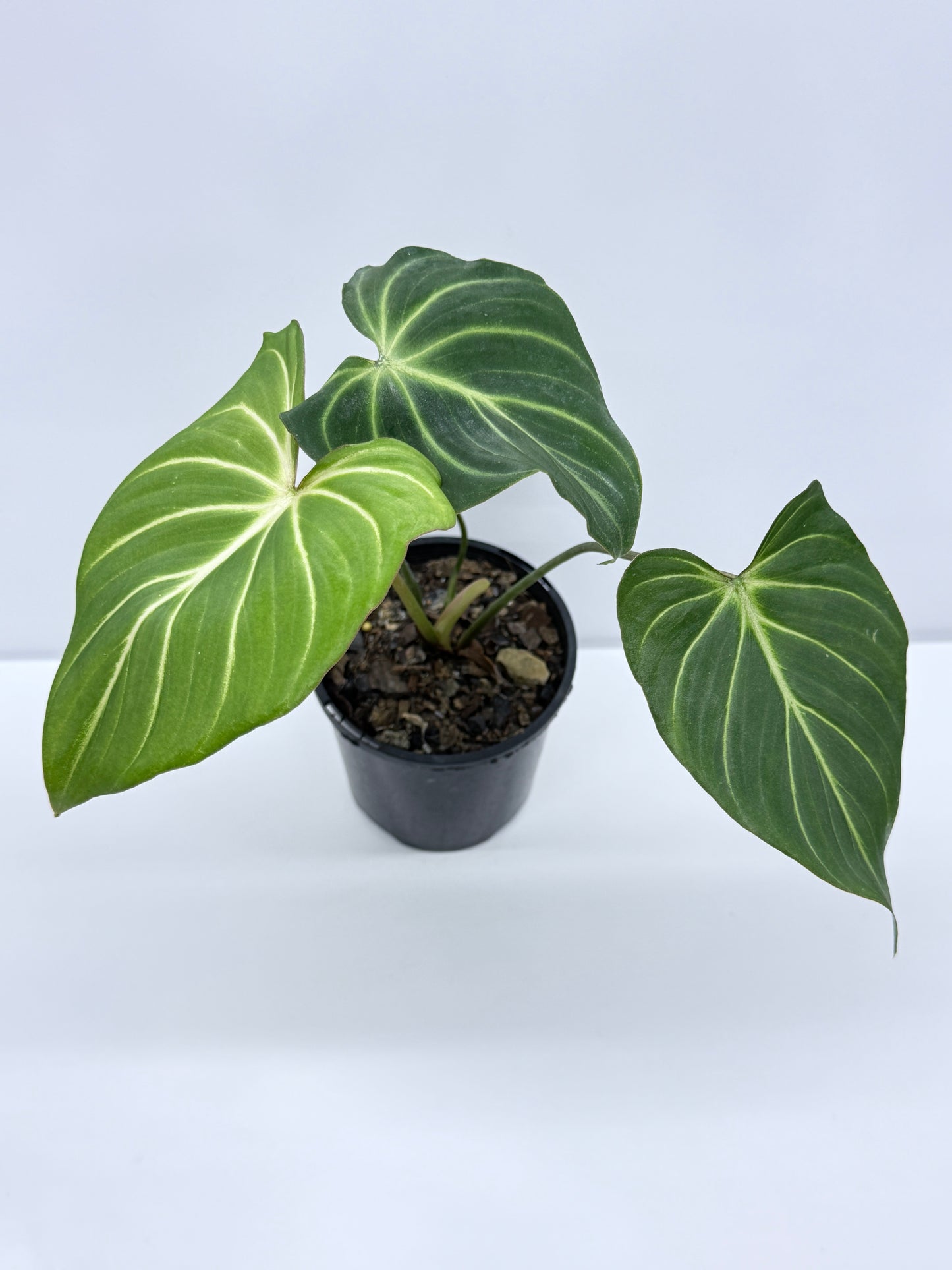 Philodendron Gloriosum Hybrid - White Spider R39