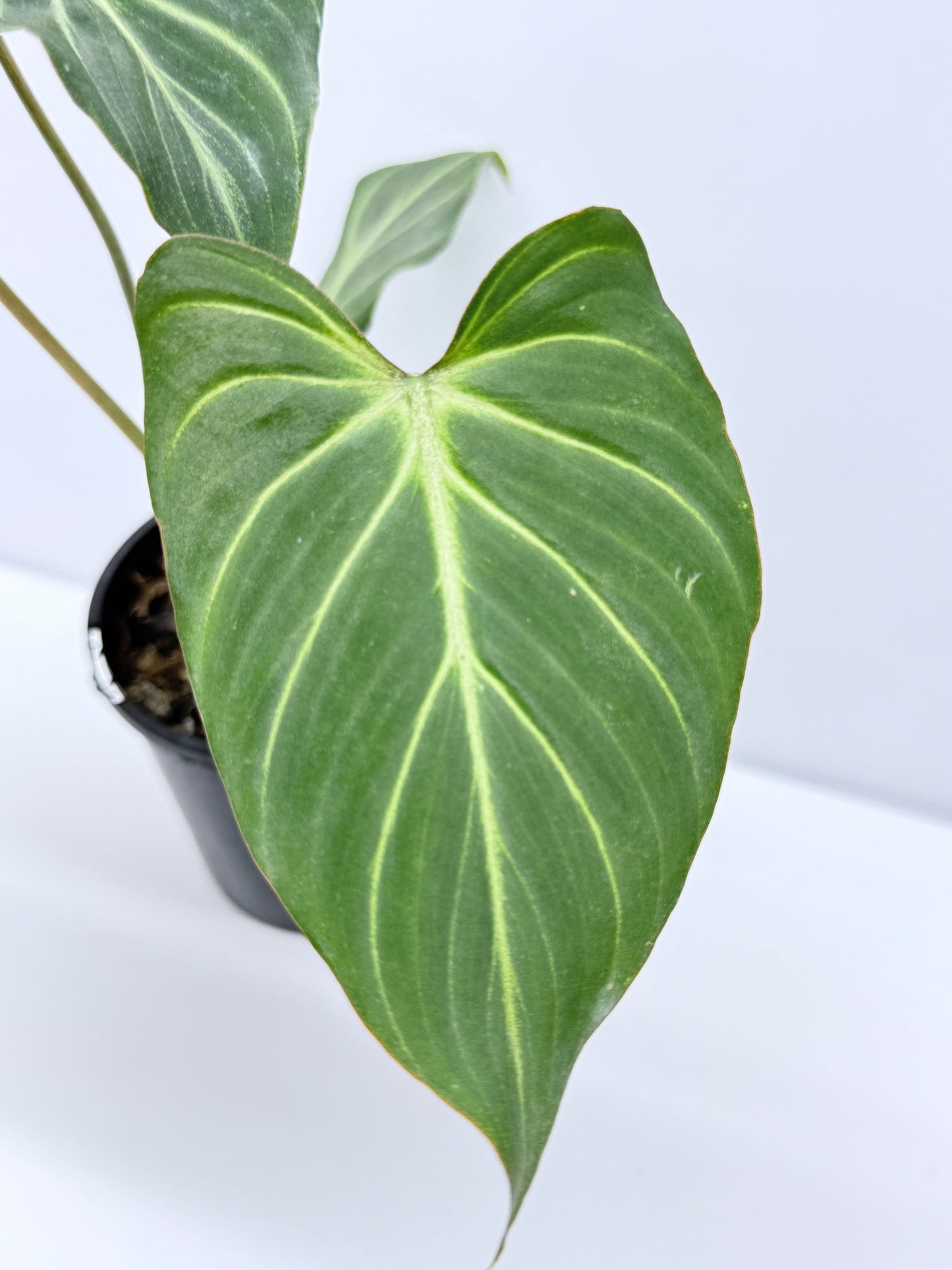 Philodendron Gloriosum Hybrid - White Spider R39