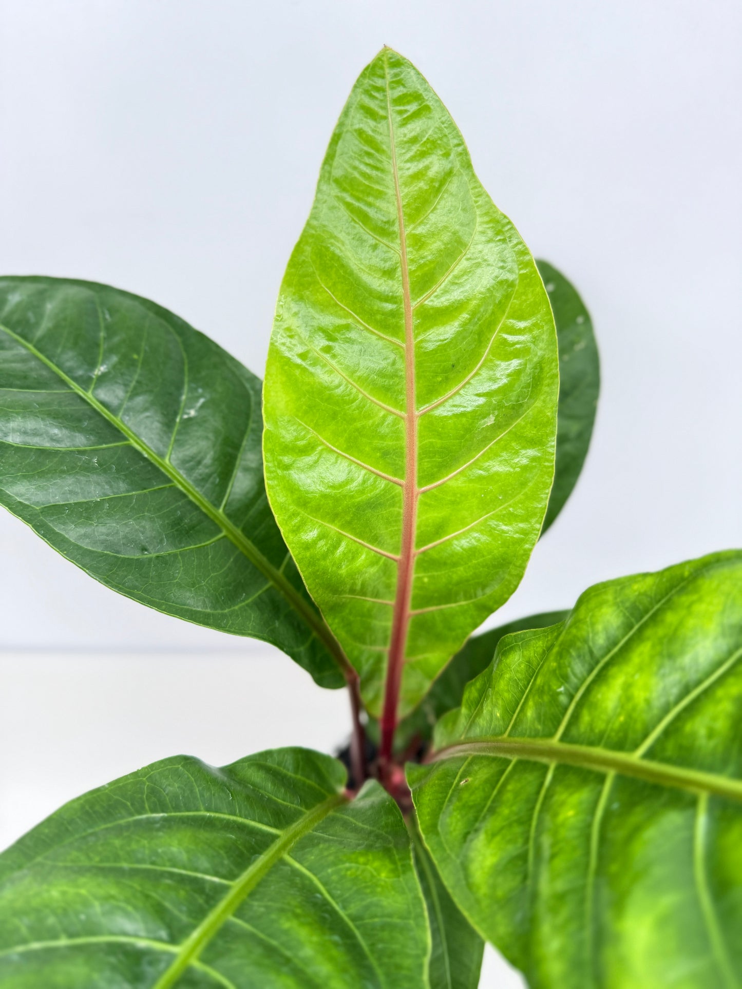 Anthurium Cubense Z55