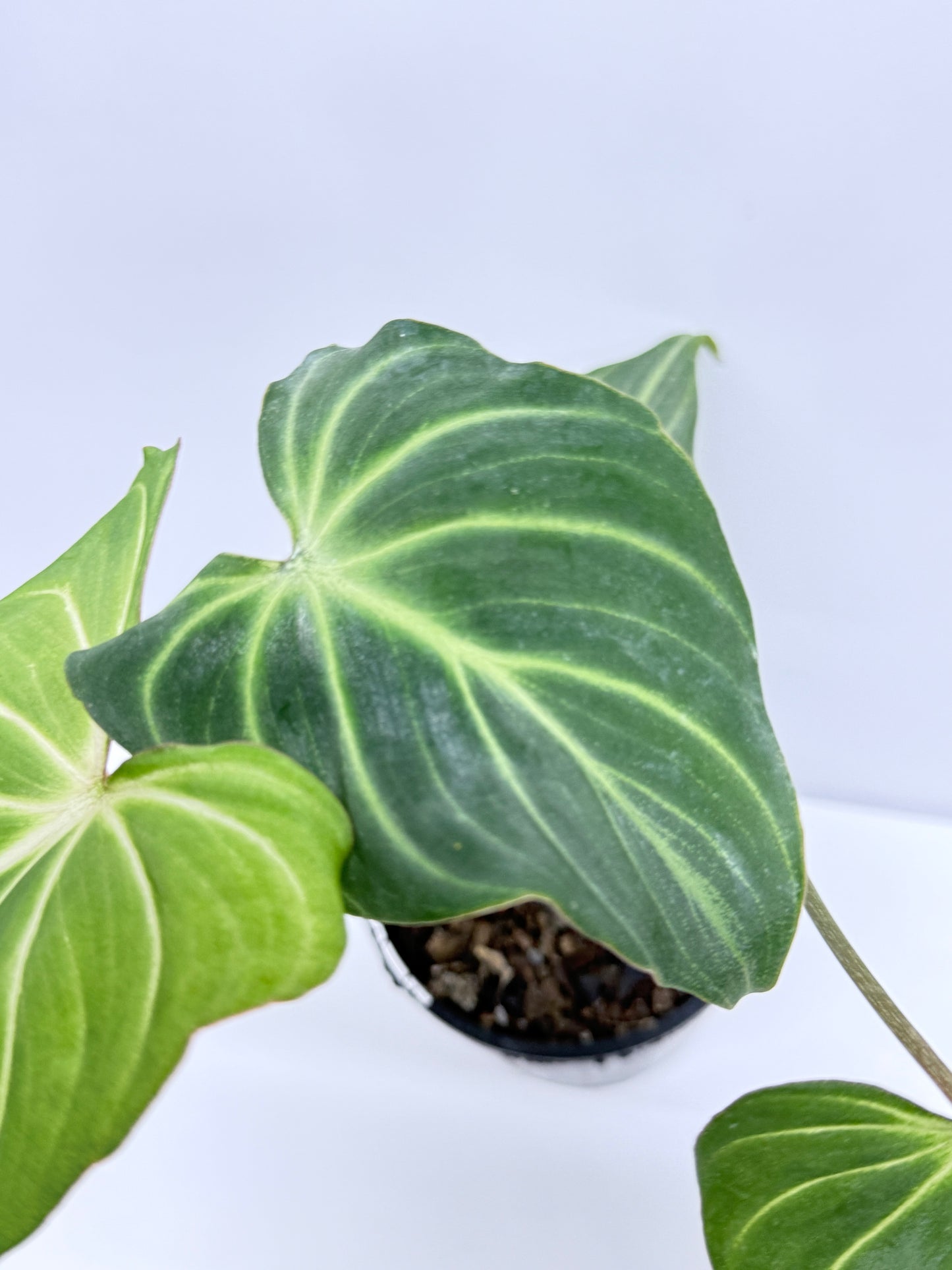 Philodendron Gloriosum Hybrid - White Spider R39