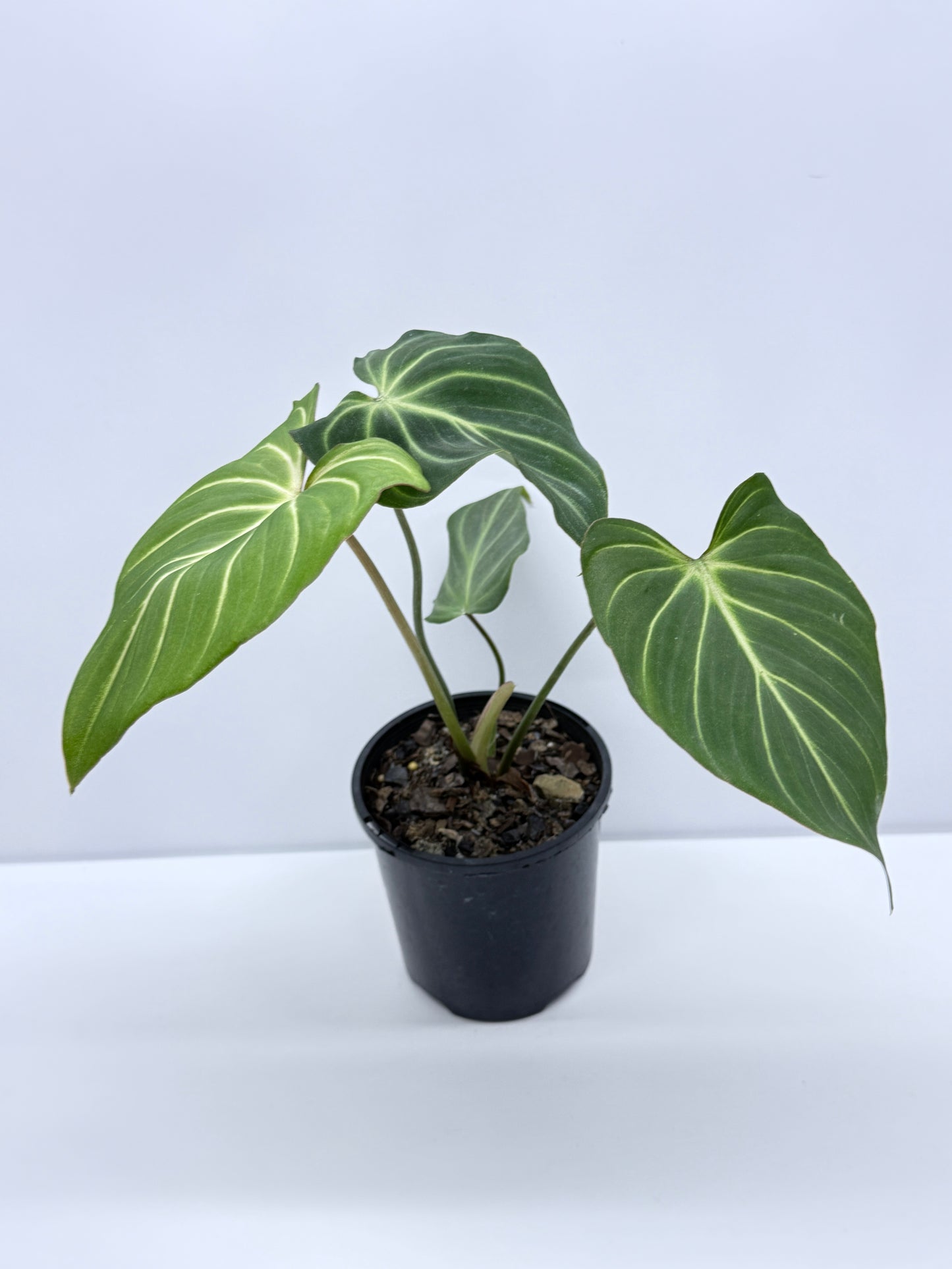 Philodendron Gloriosum Hybrid - White Spider R39