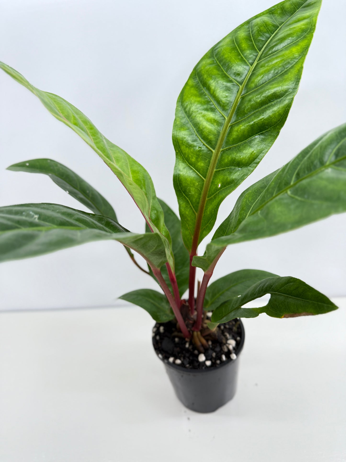 Anthurium Cubense Z55