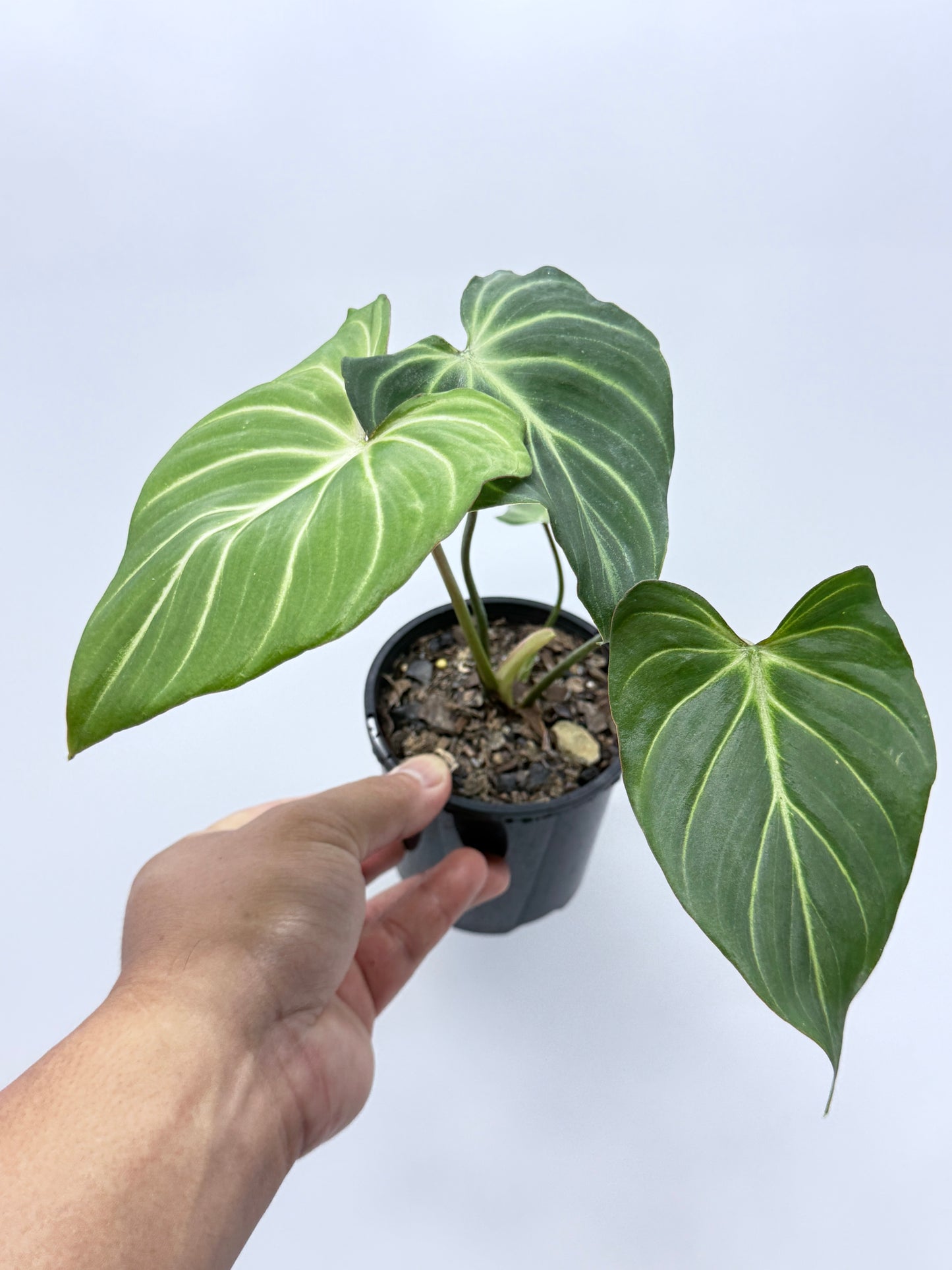 Philodendron Gloriosum Hybrid - White Spider R39