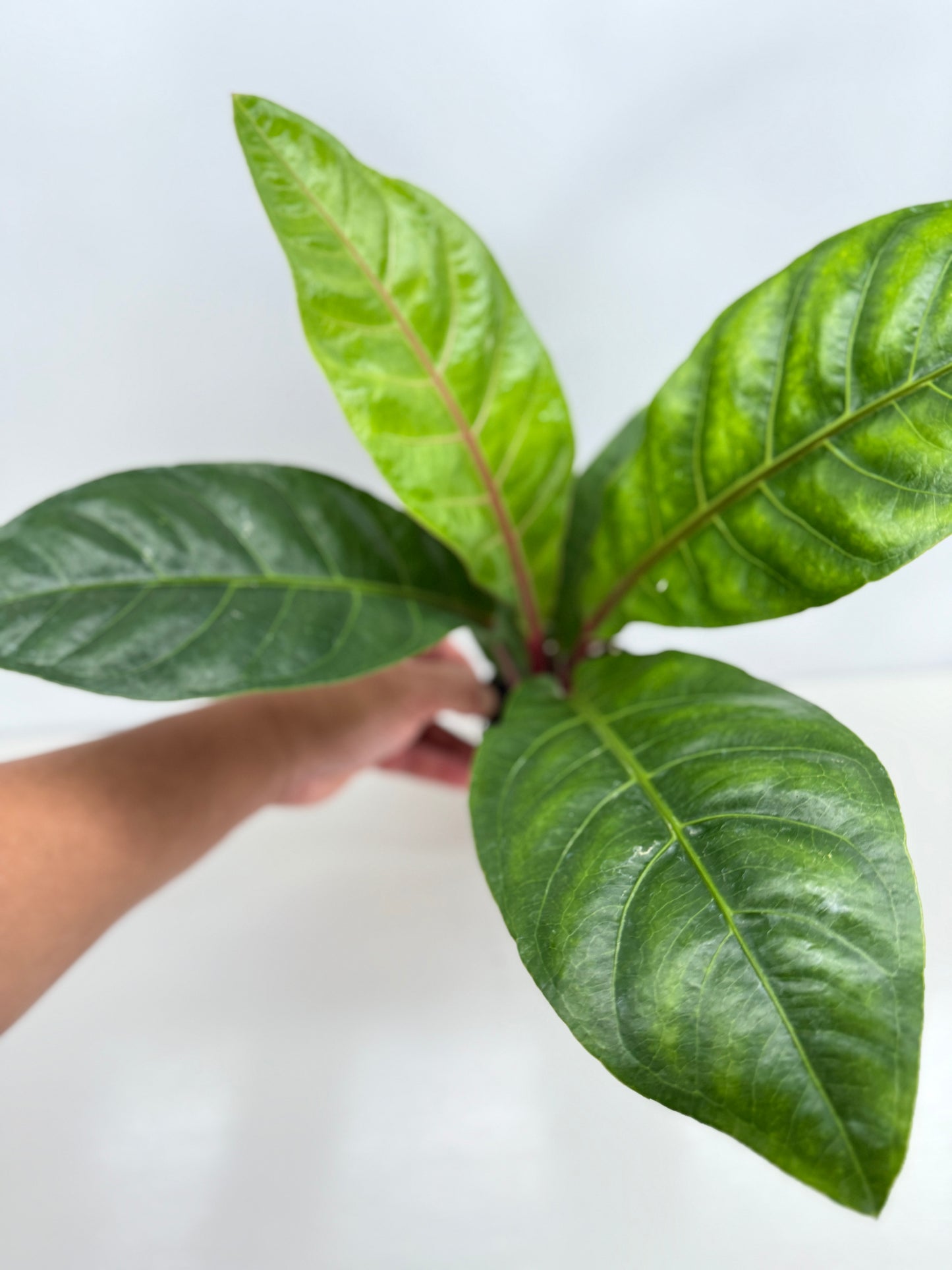 Anthurium Cubense Z55