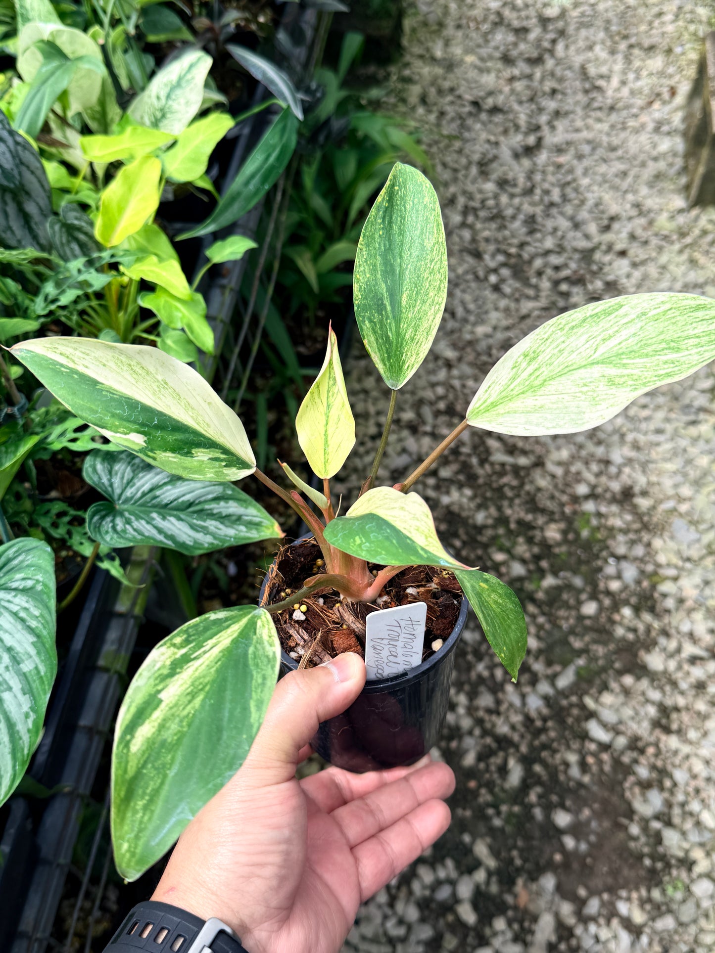 Homalomena 'Tropical Green Variegata' S23