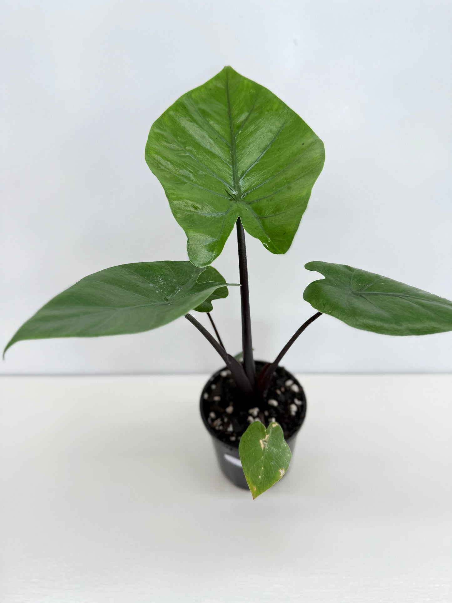 Alocasia Dark Star Z58